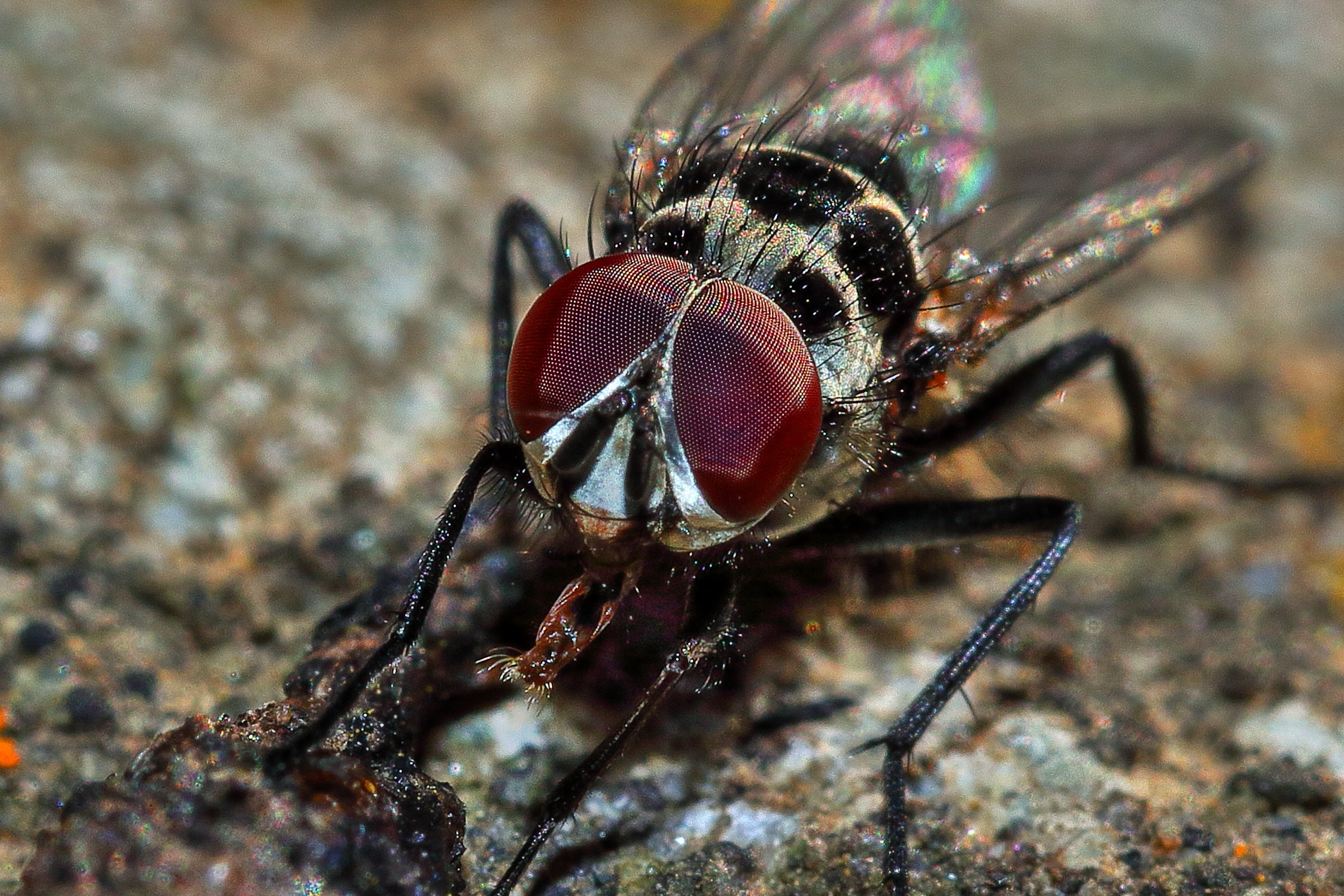 La mosca e il suo cibo