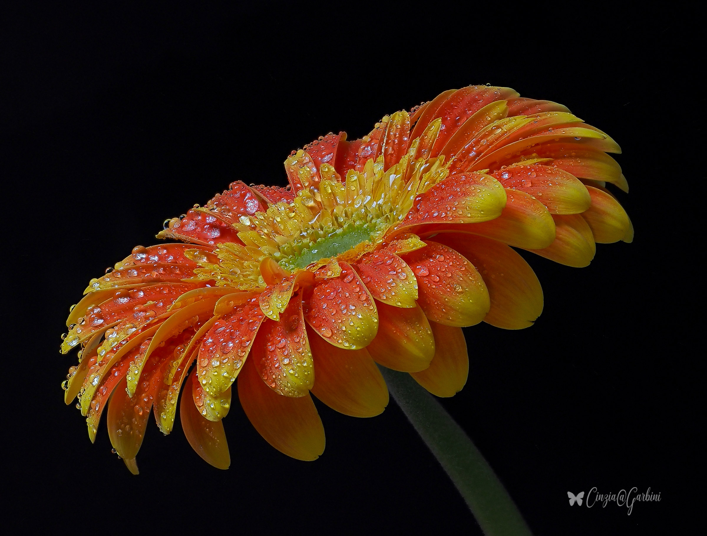 un ombrello floreale