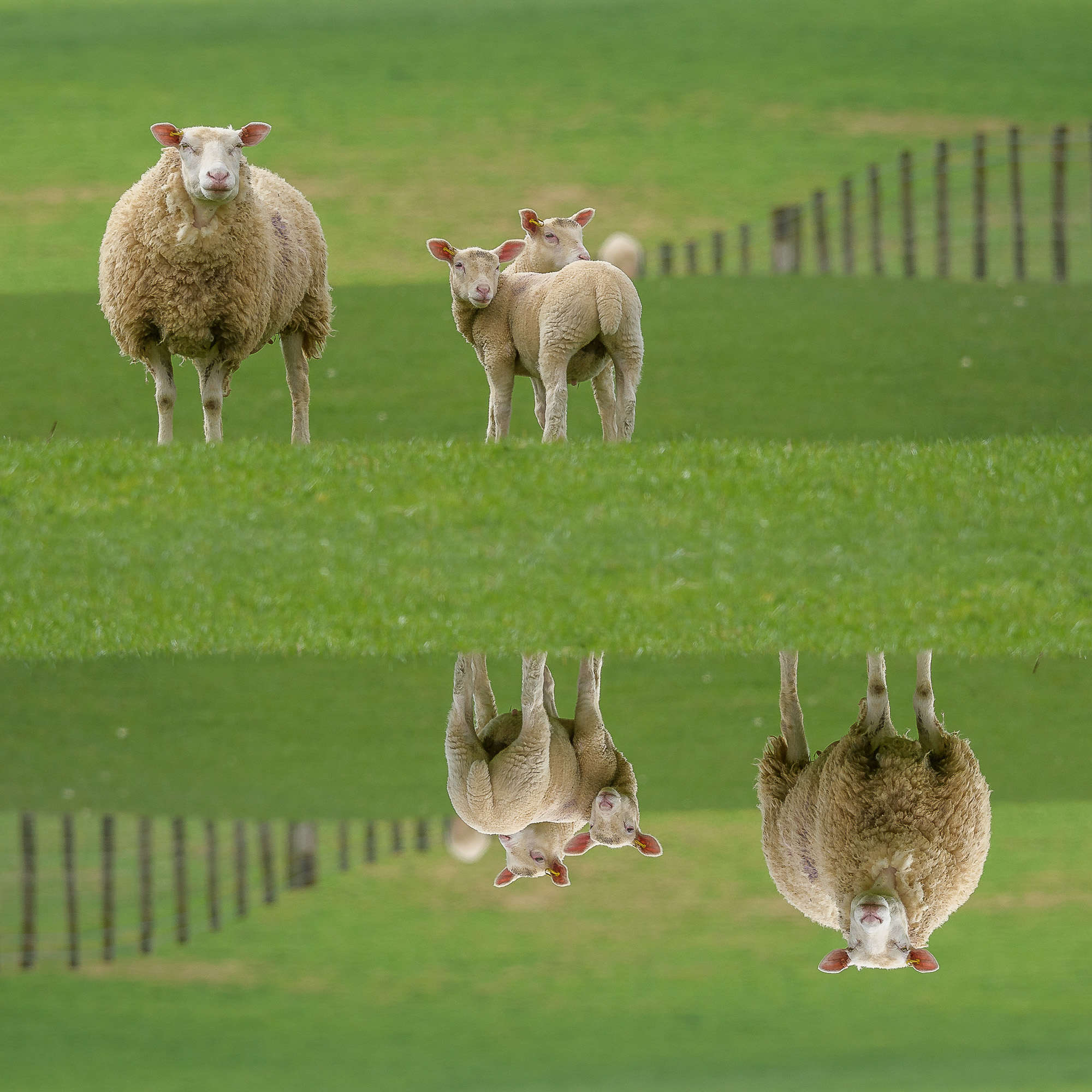 It's a Topsy Turvy World