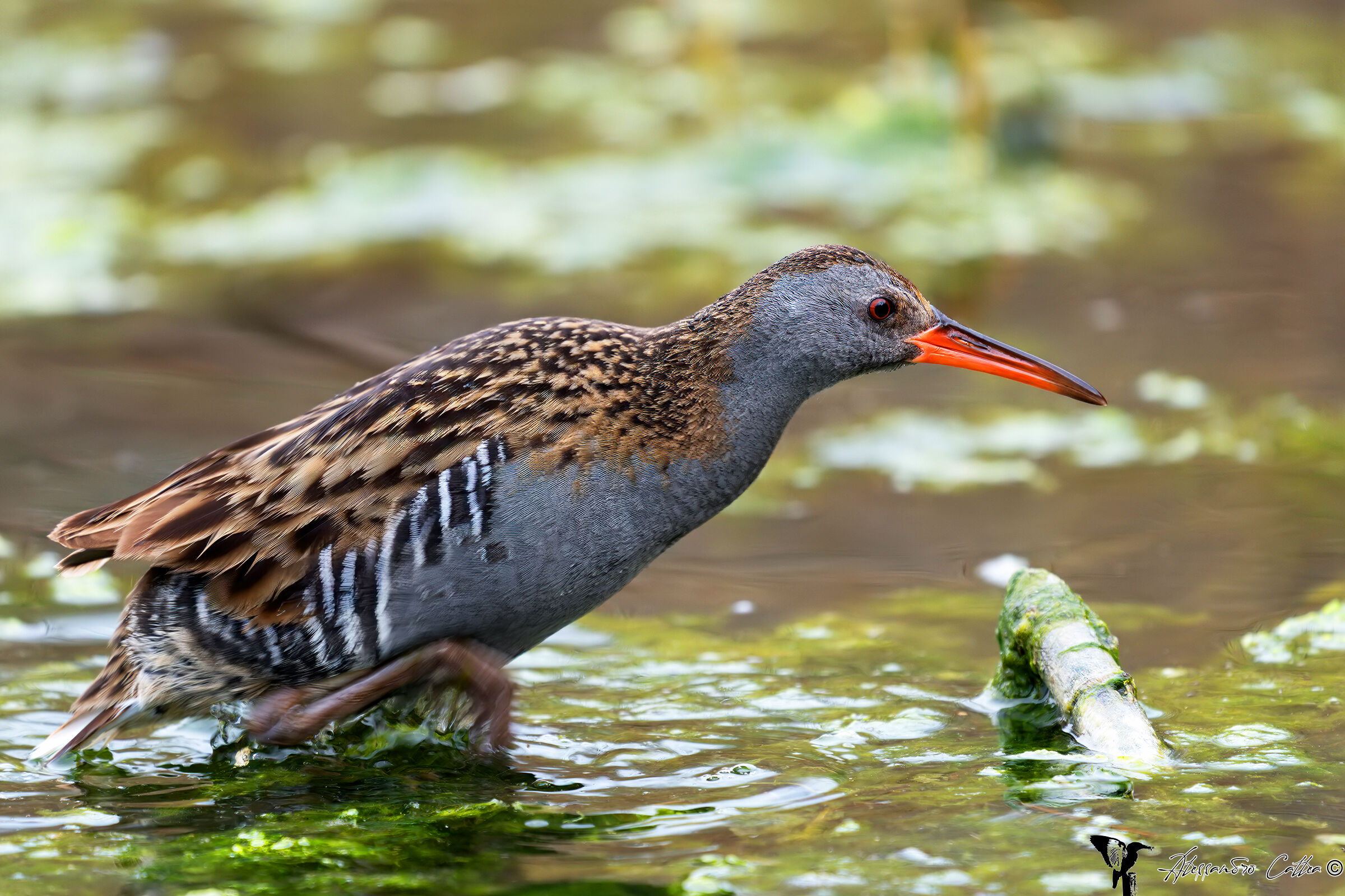 Water Rail