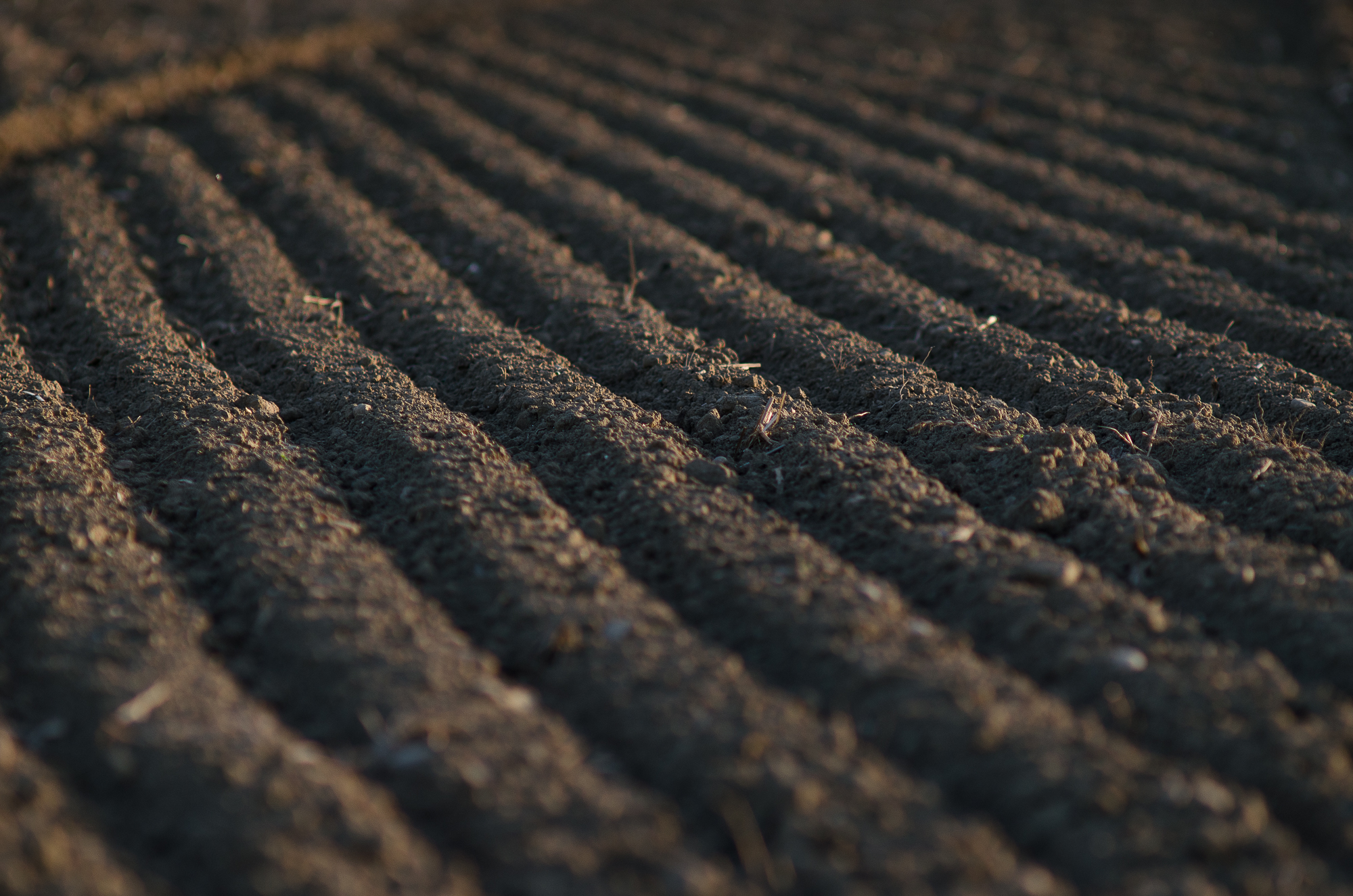Geometria di un campo
