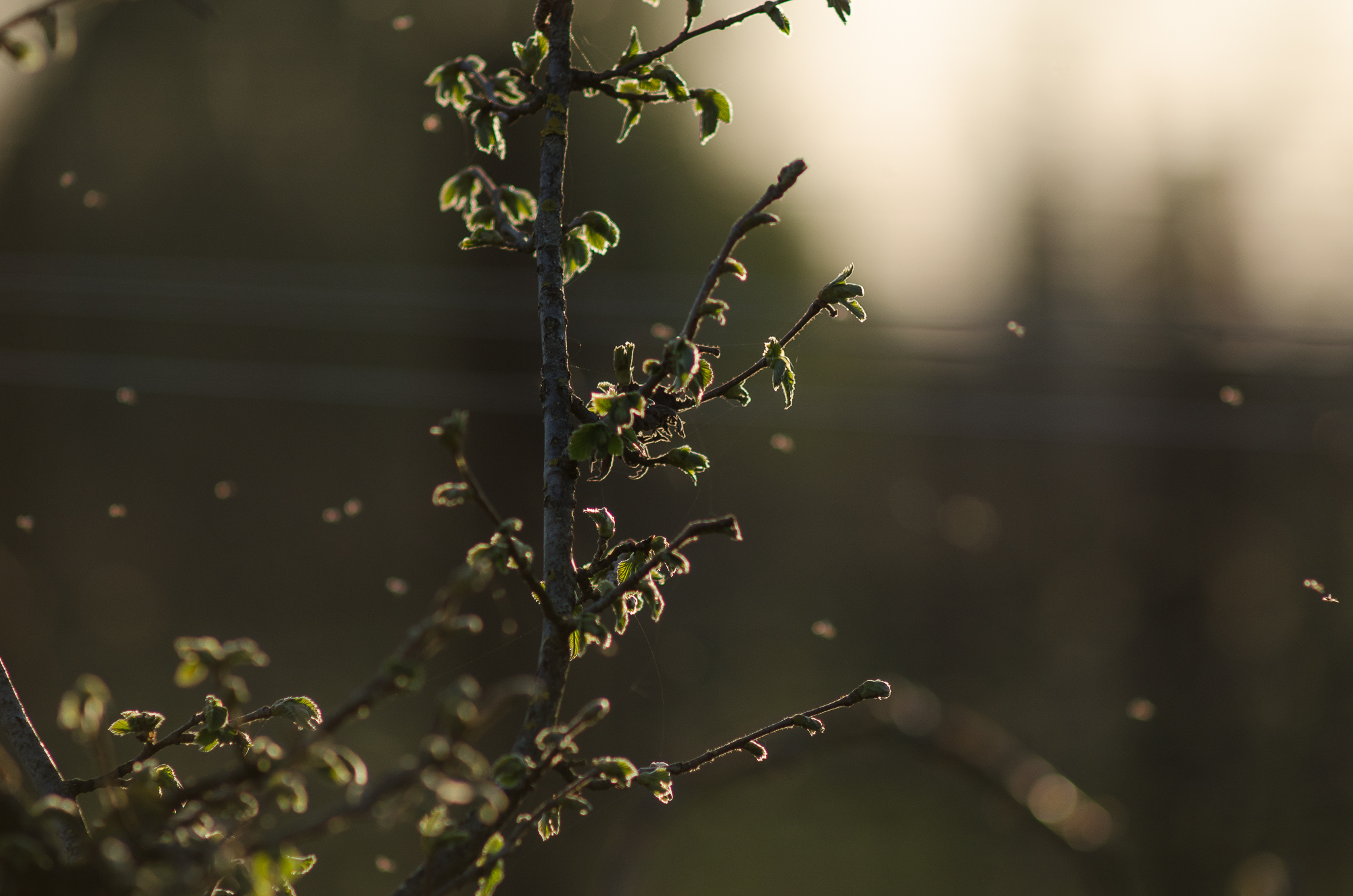 Spring is really coming