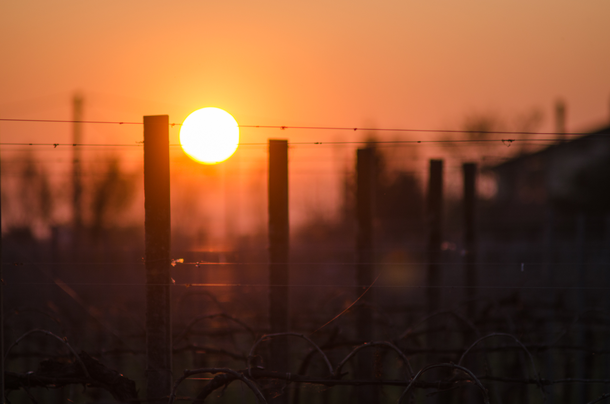 Sunset in vineyard