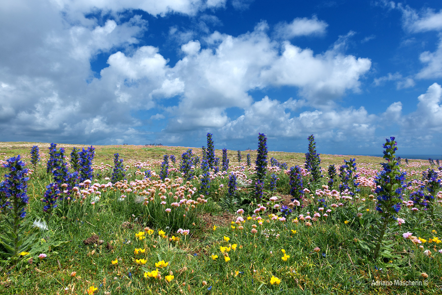 Fioritura a Pointe de Pouldon