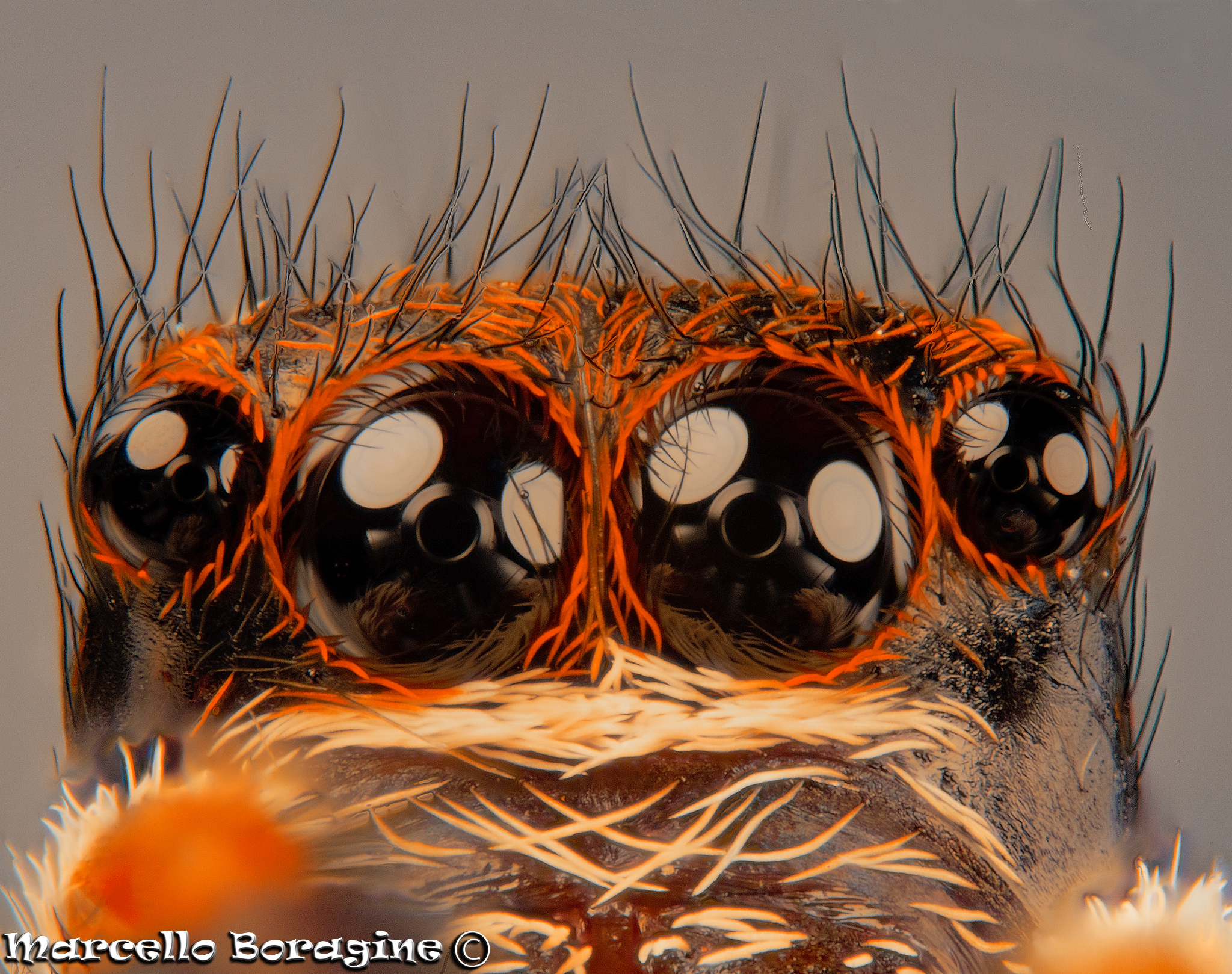 Jumping Spider (Salticidae)