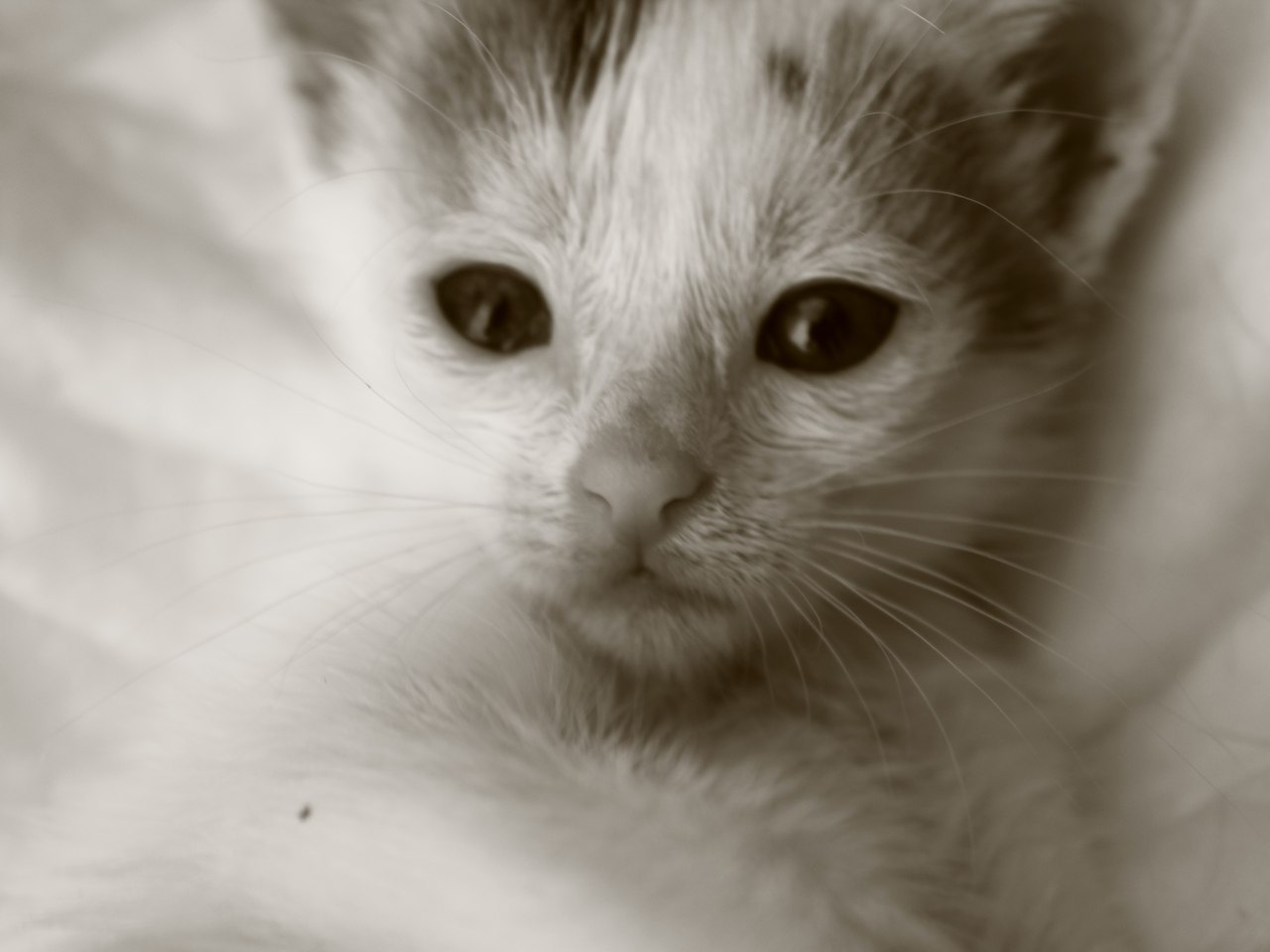 Portrait of a foundling