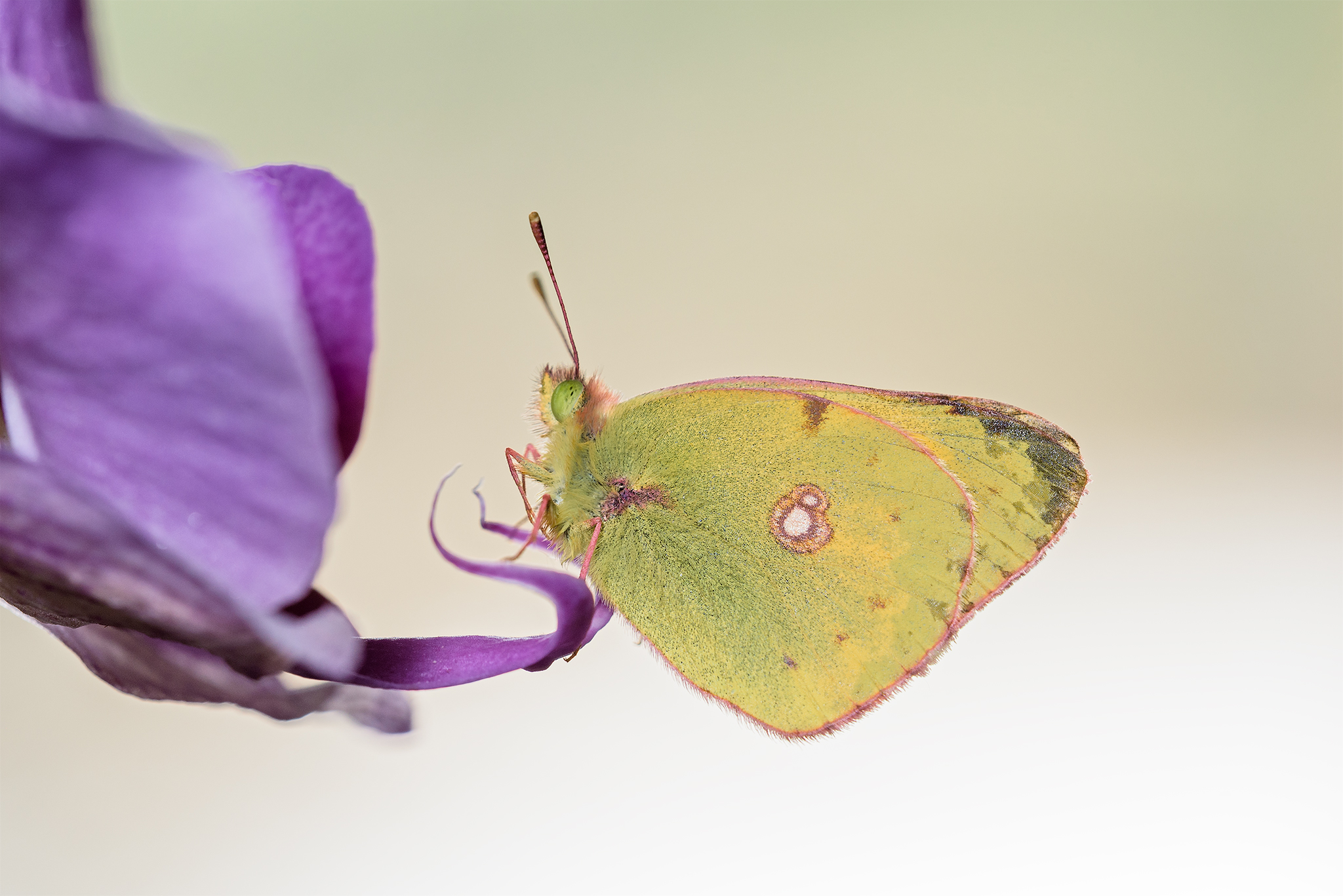 Colias