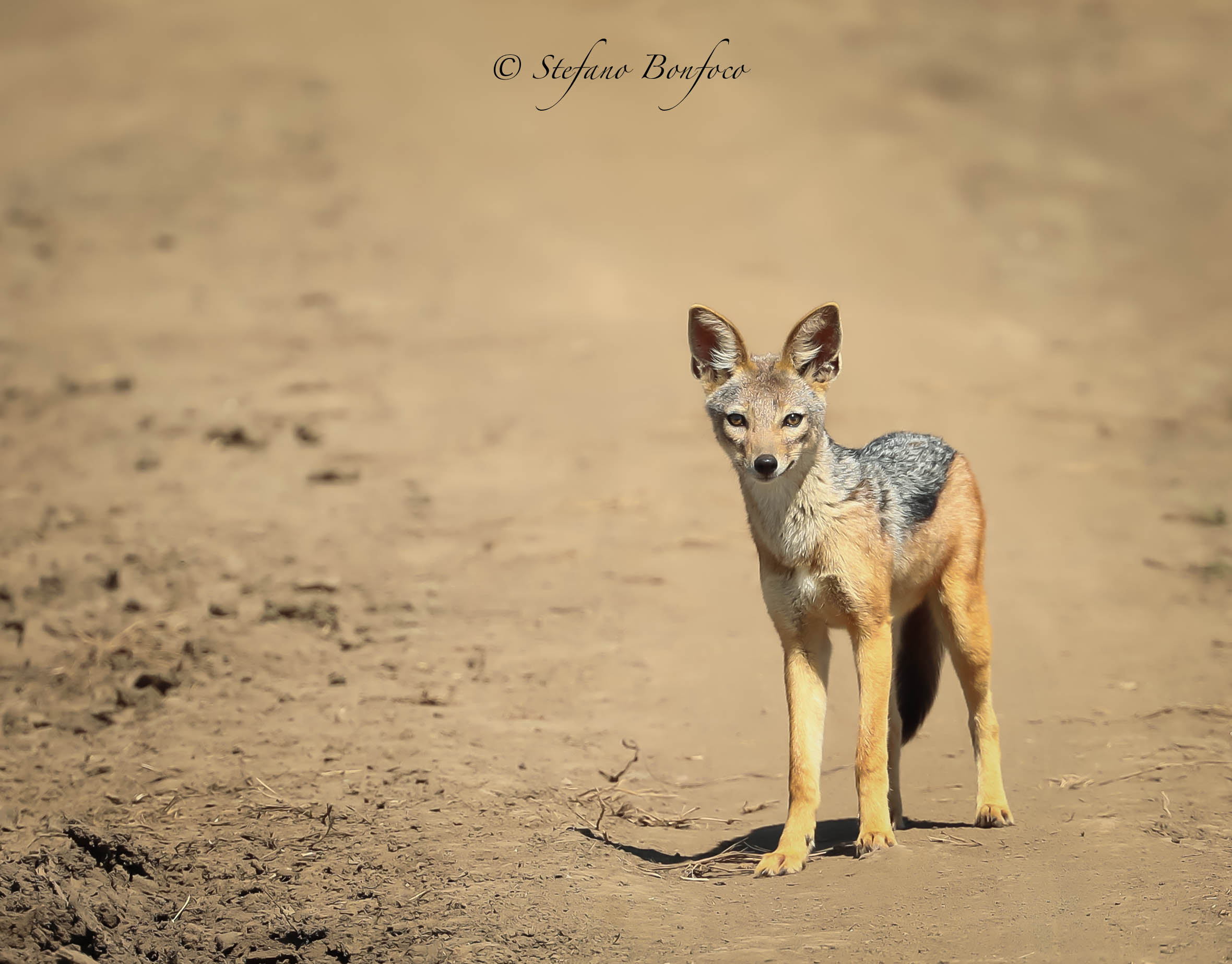 Gualdrap Jackal (Canis mesomelas)