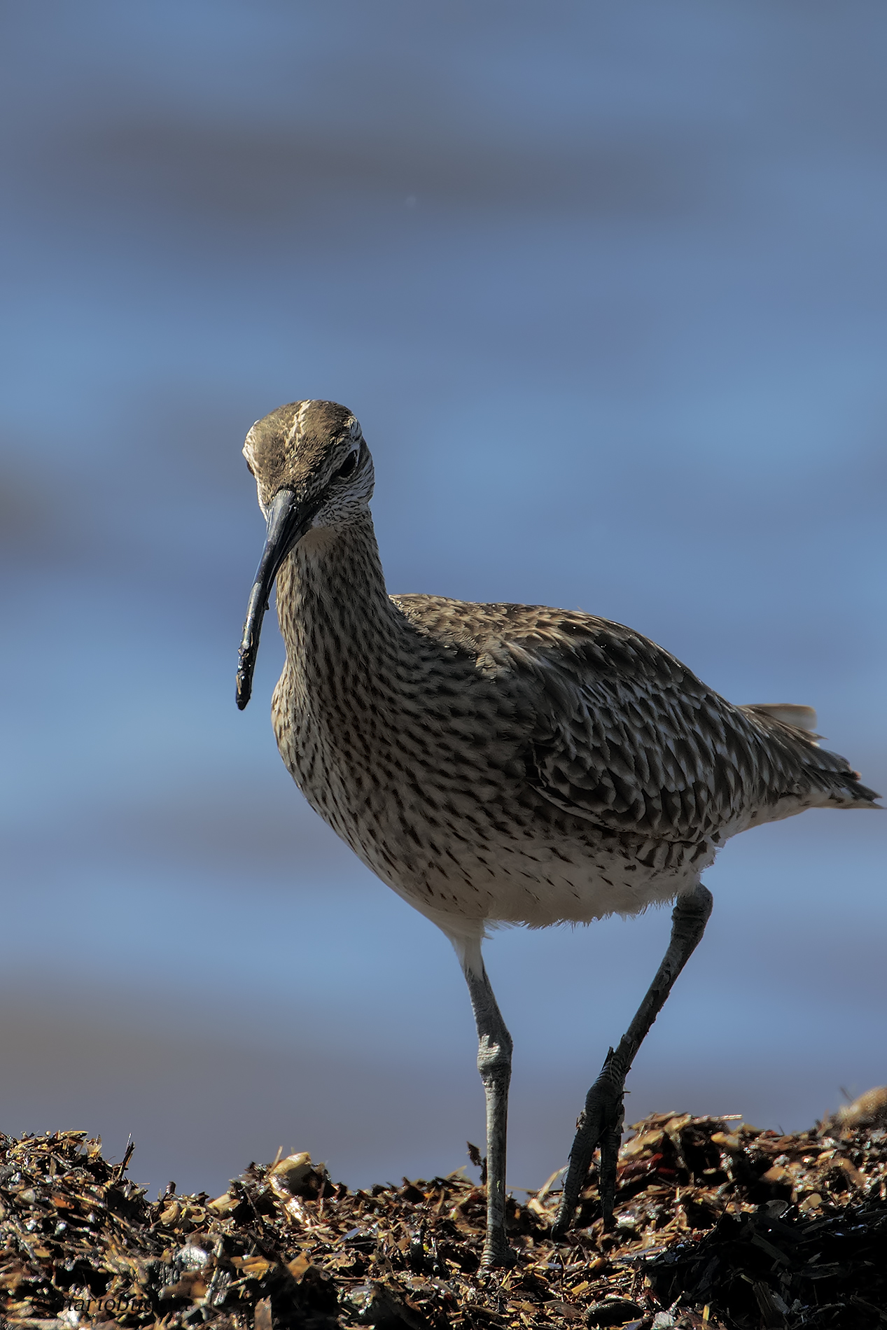 Small Curlew
