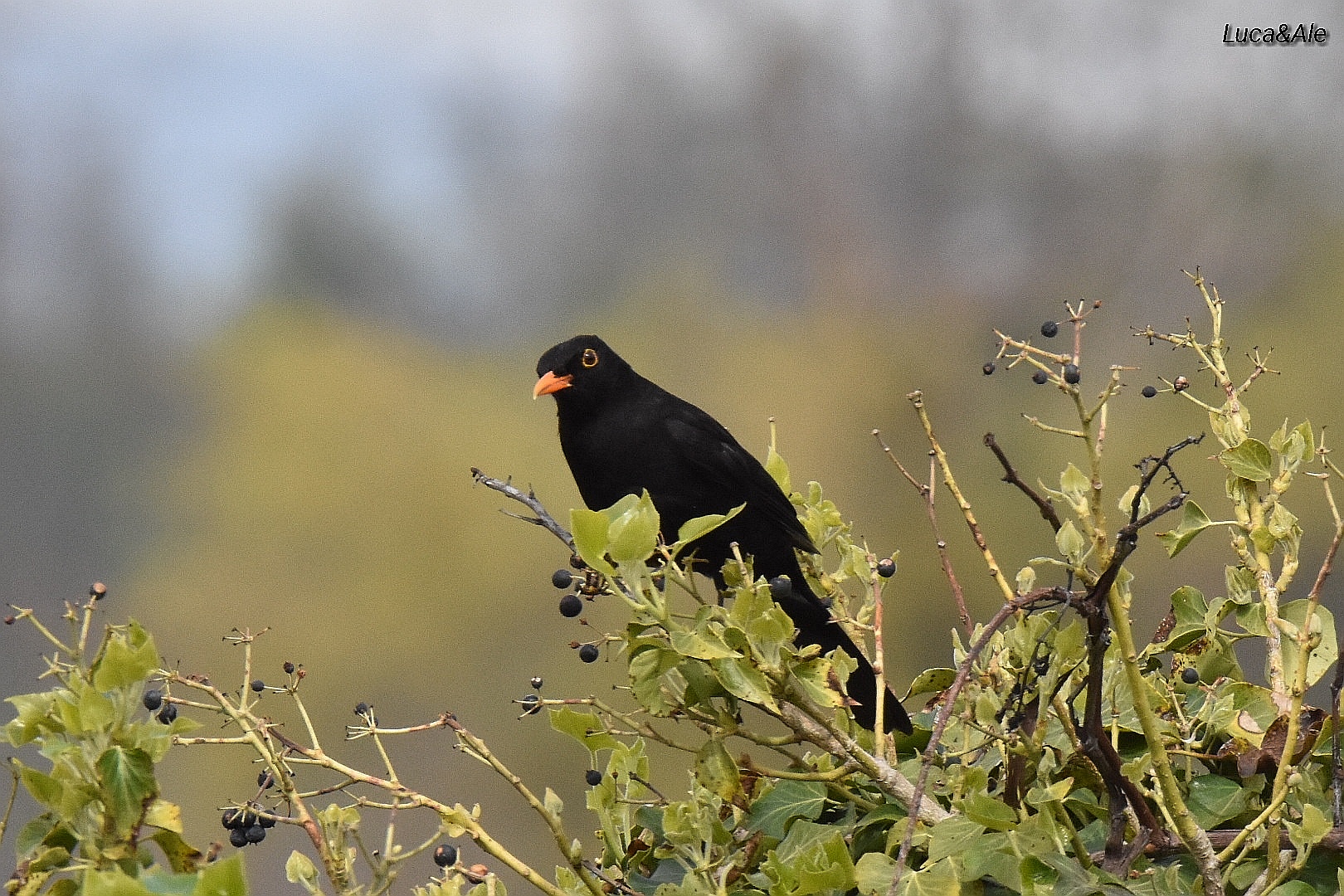 Curious Blackbird