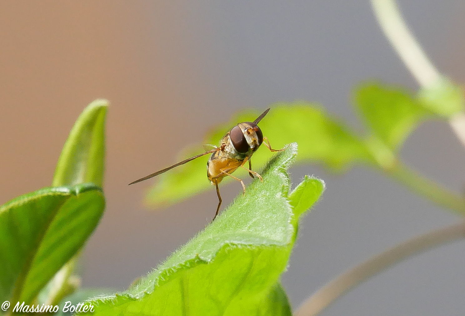 Little Bee on the balcony