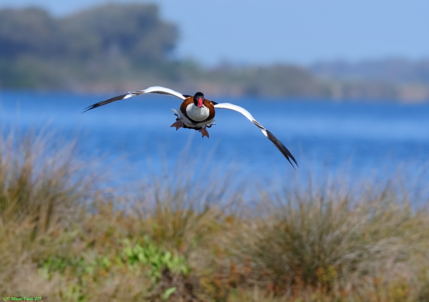 A spectacular arrival (Volpoca)