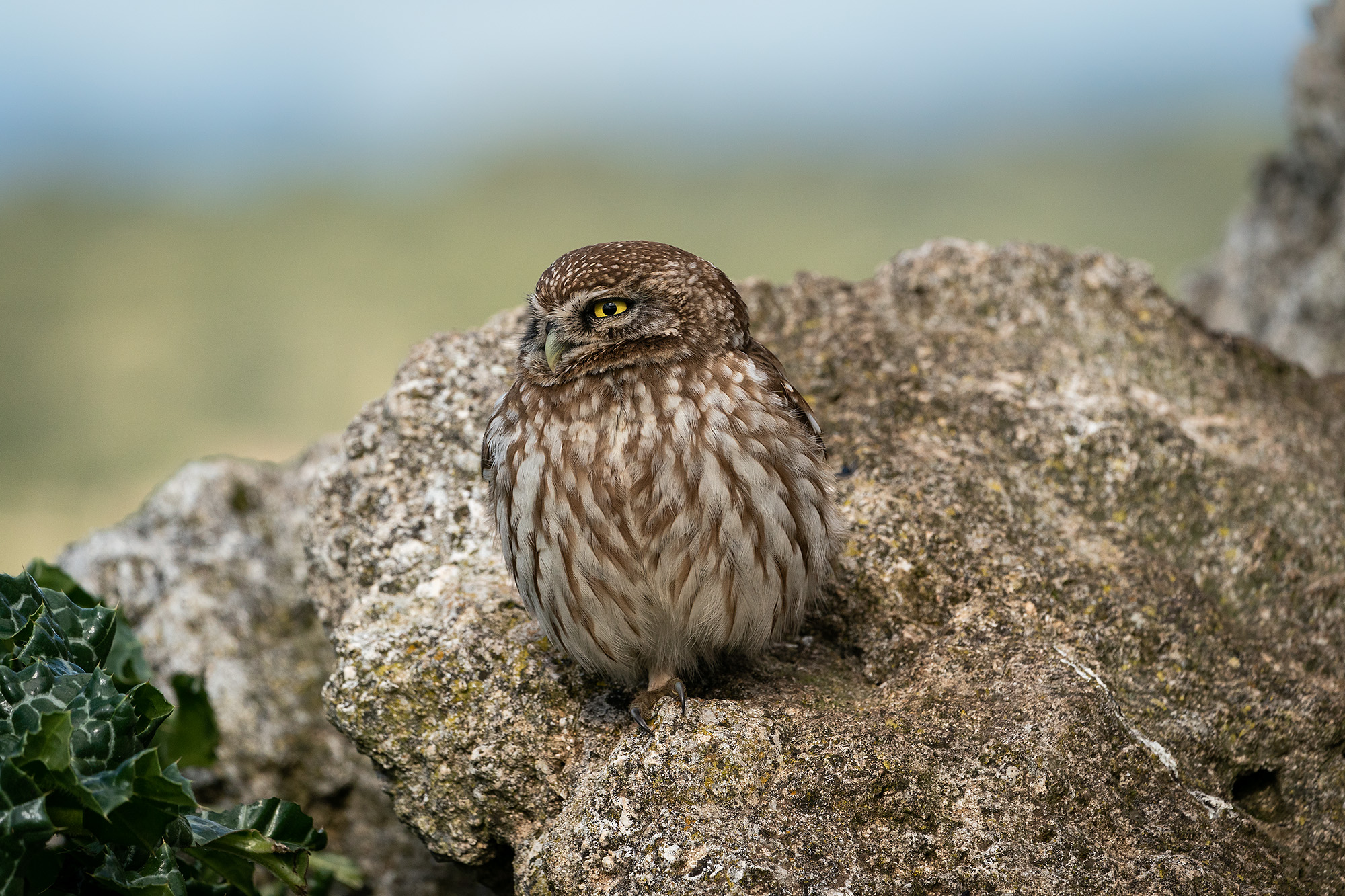Little Owl