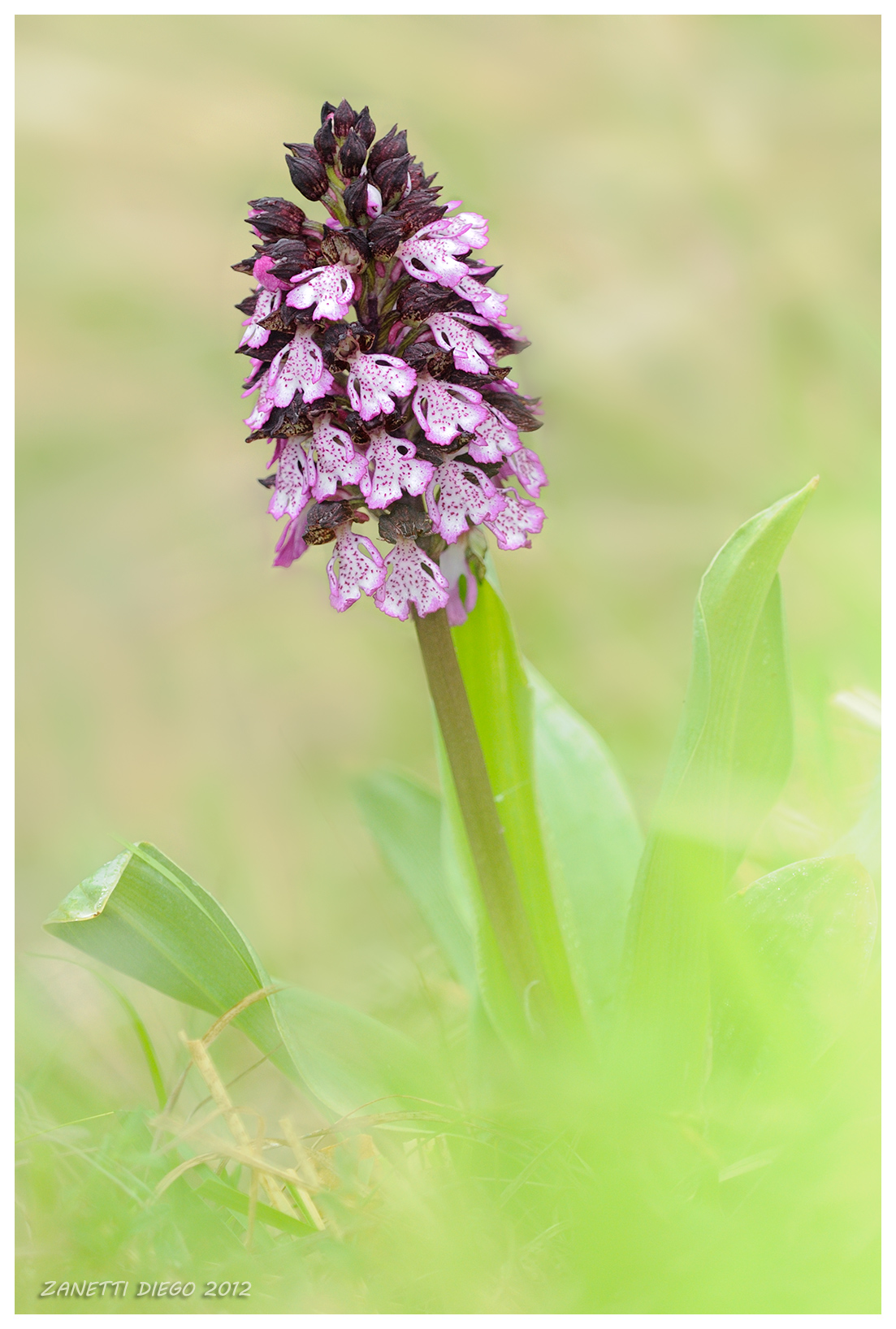 Orchis Purpurea