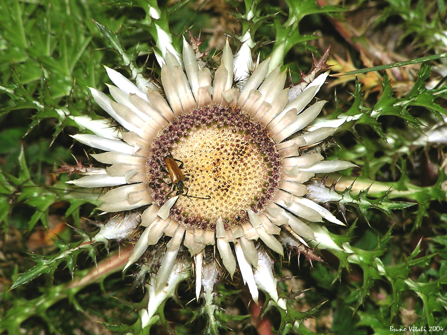 Paracorymbia fulva su Carlina acaulis
