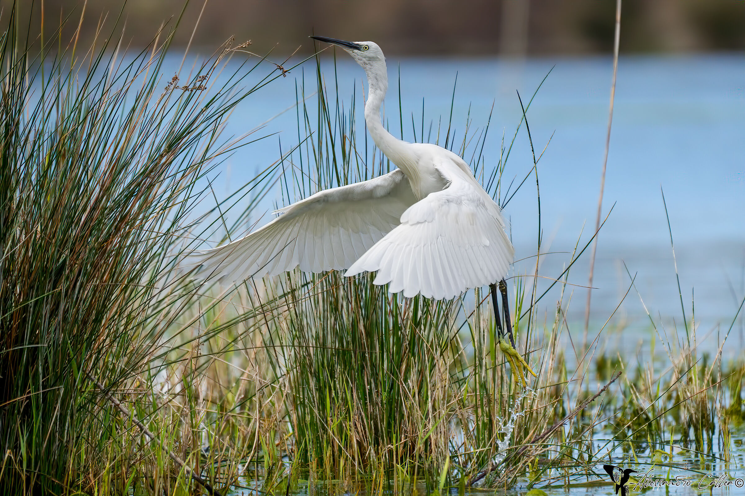 Egretta Egret