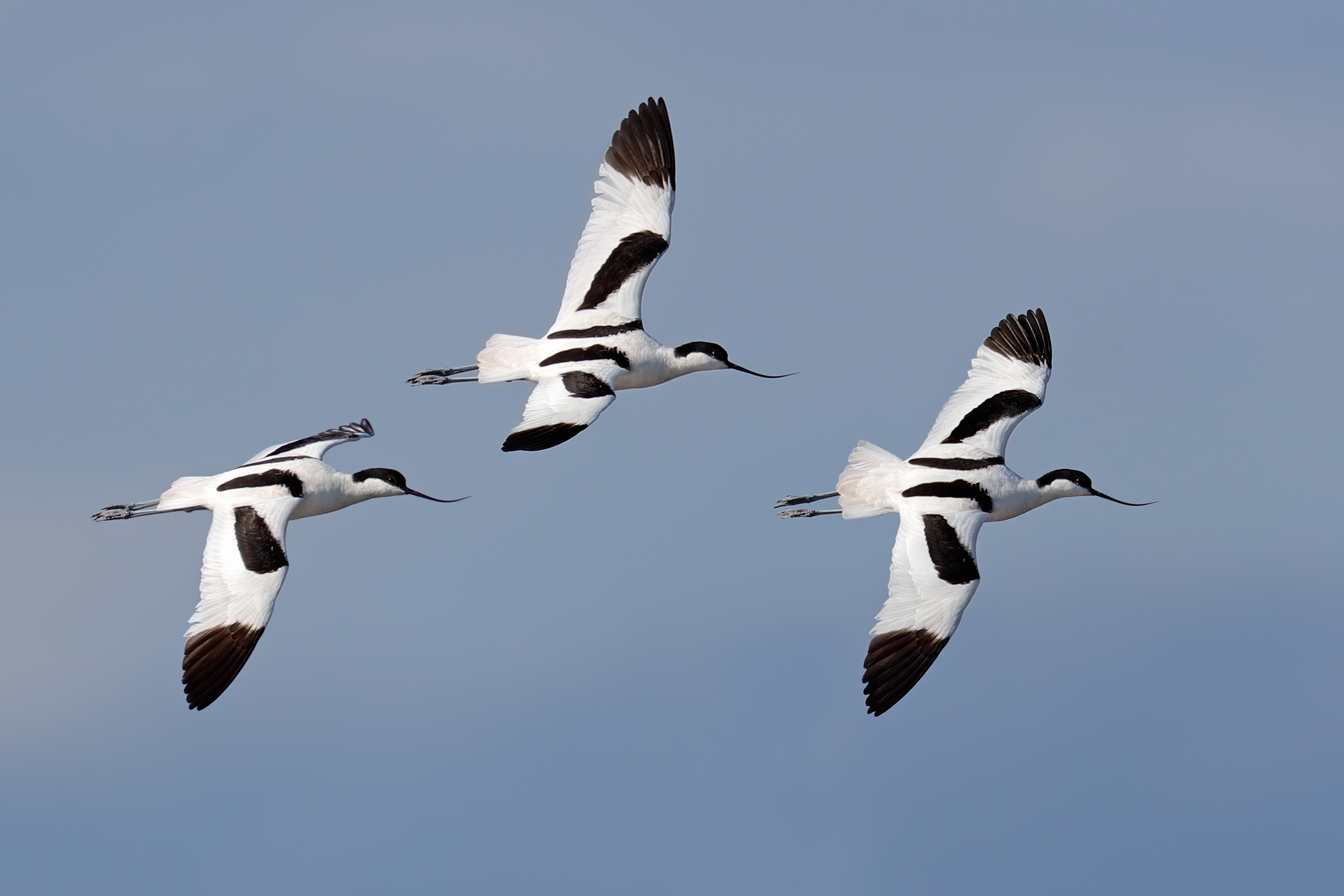 Avocets