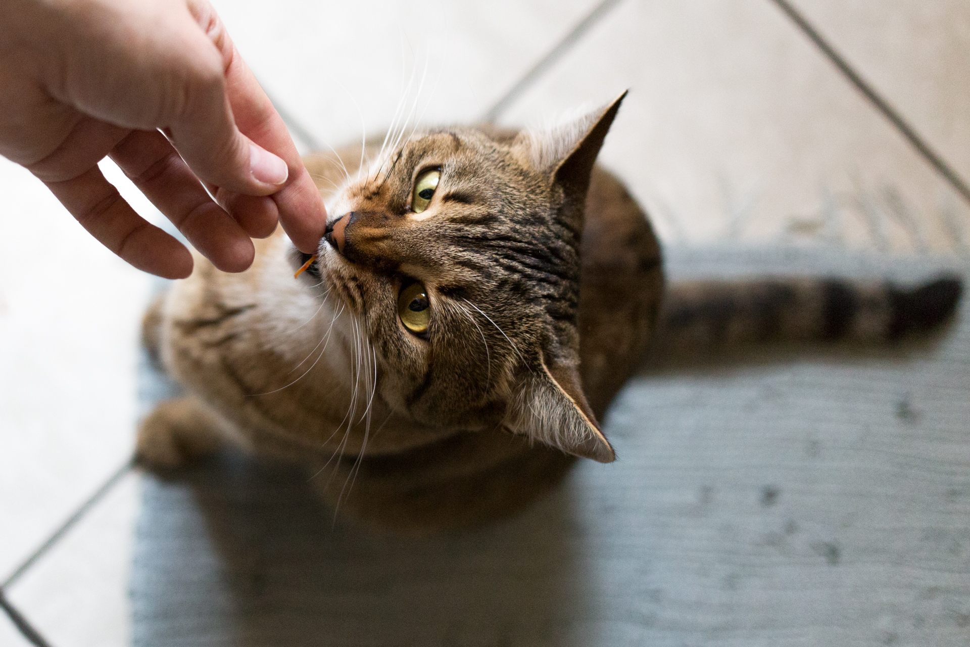 la bestia divoratrice