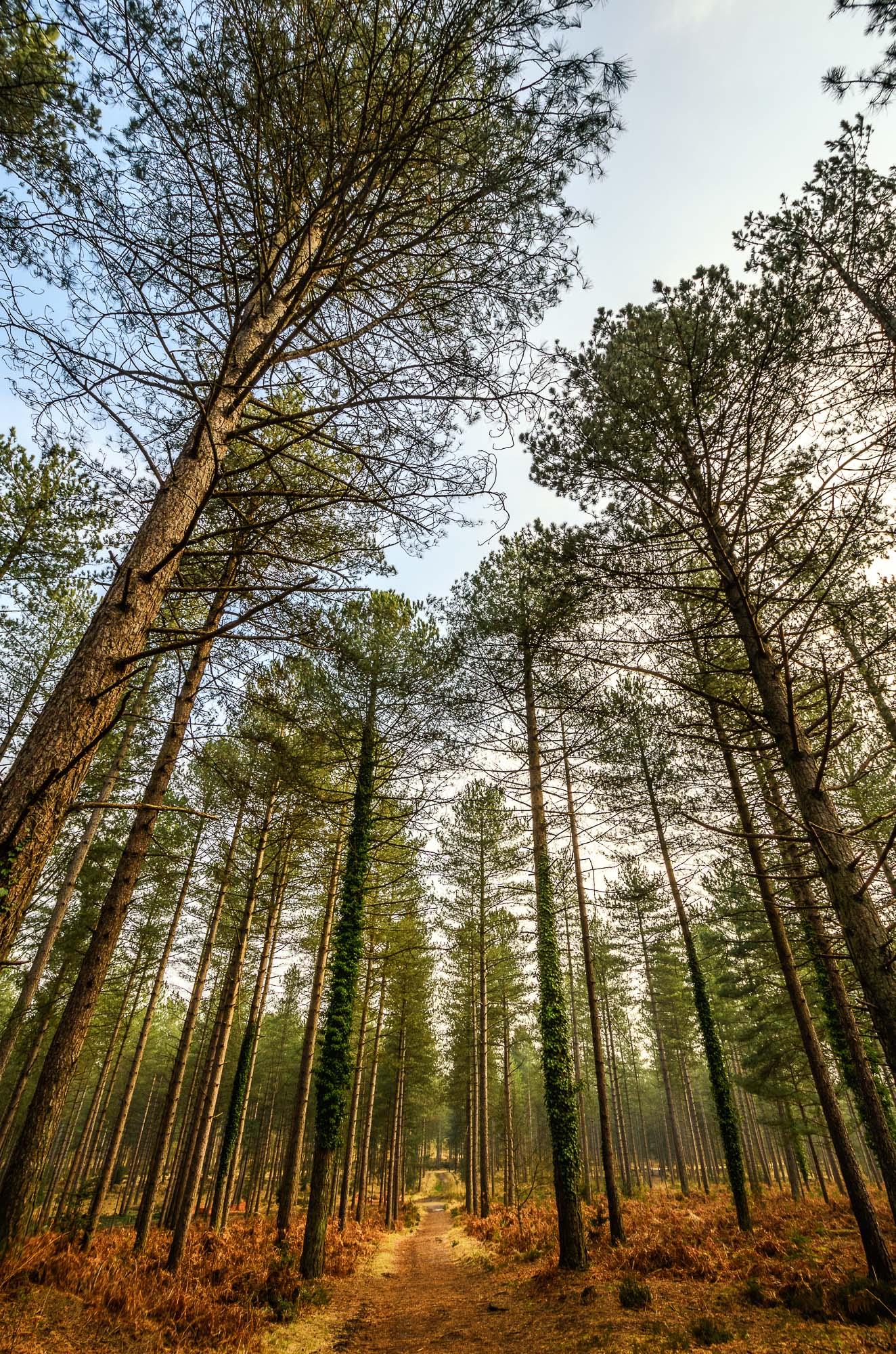 Spazzolatura dei cieli