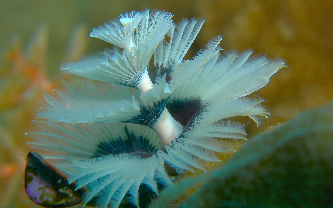 Albero natalizio sub 02 - con auguri a chi guarda