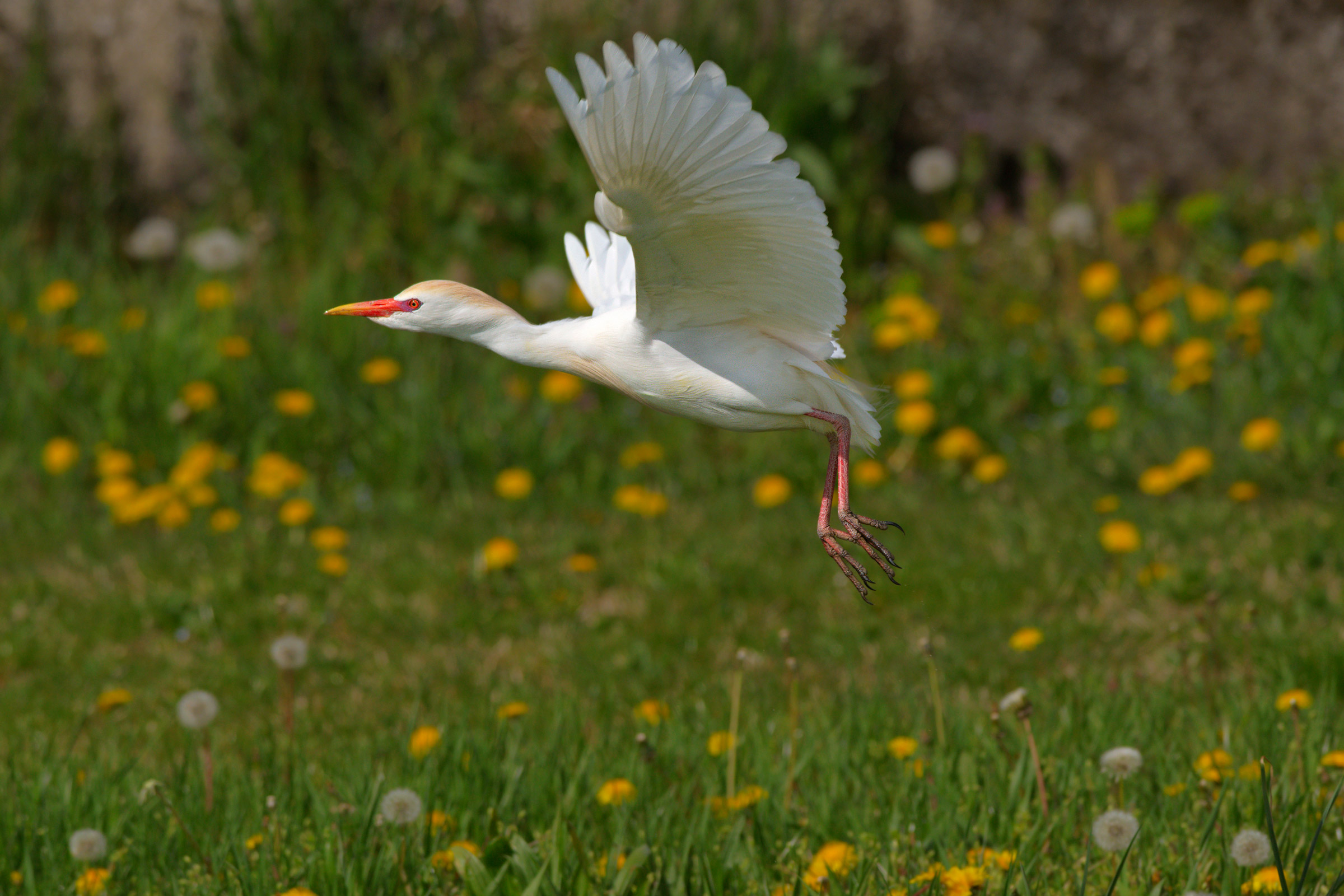 Cattle Egret.