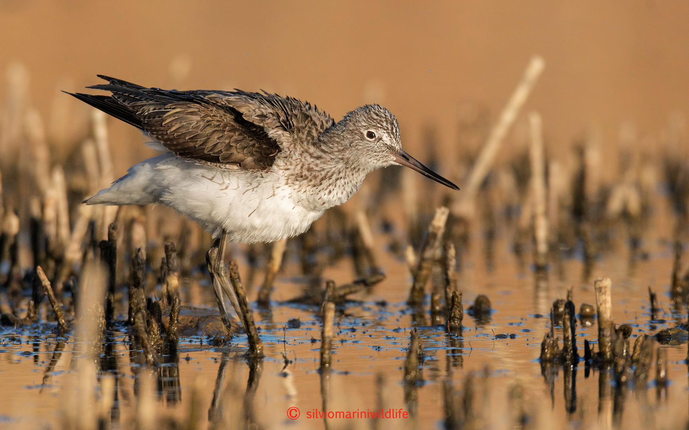 Pantana (Tringa nebularia)