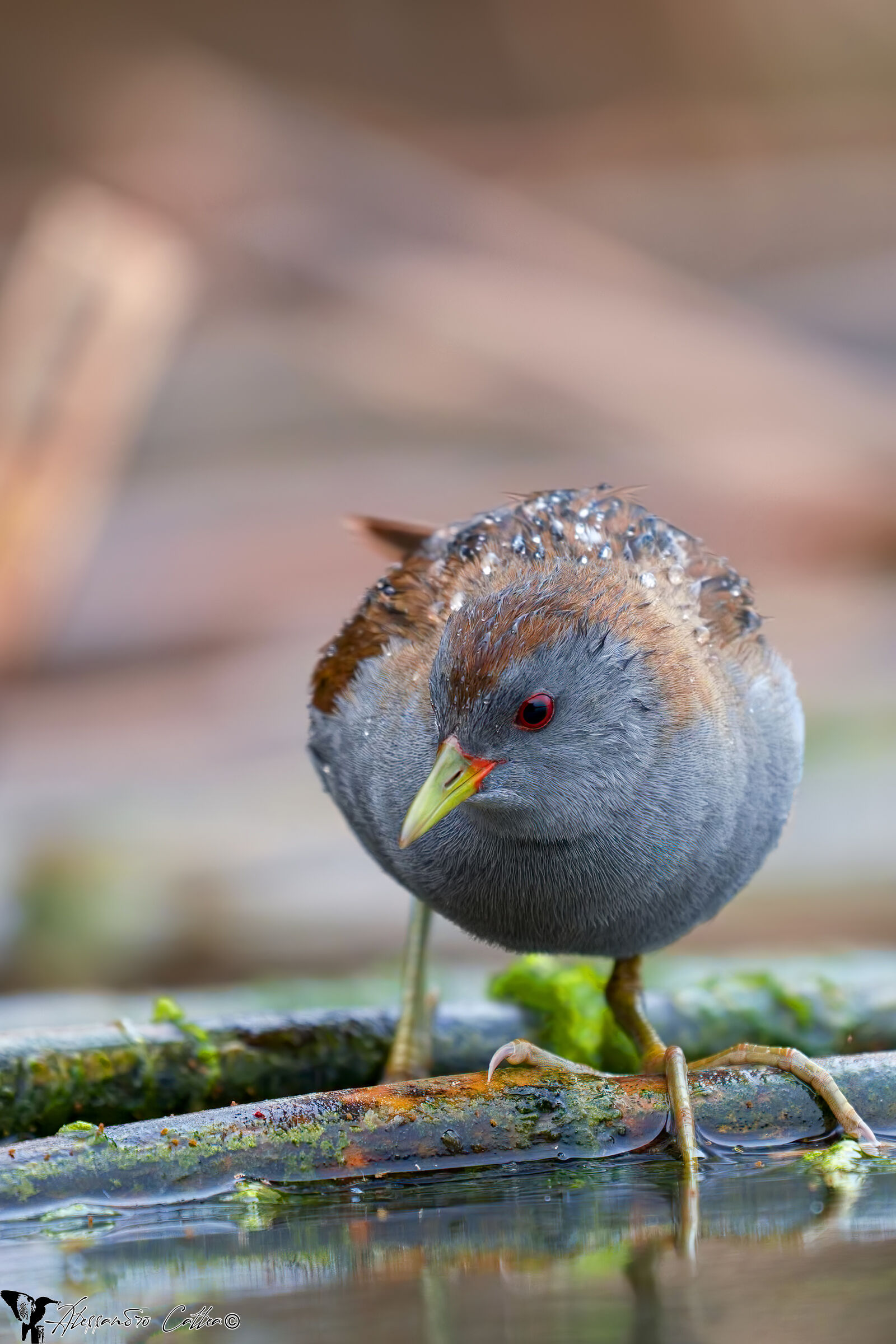 Male Crake