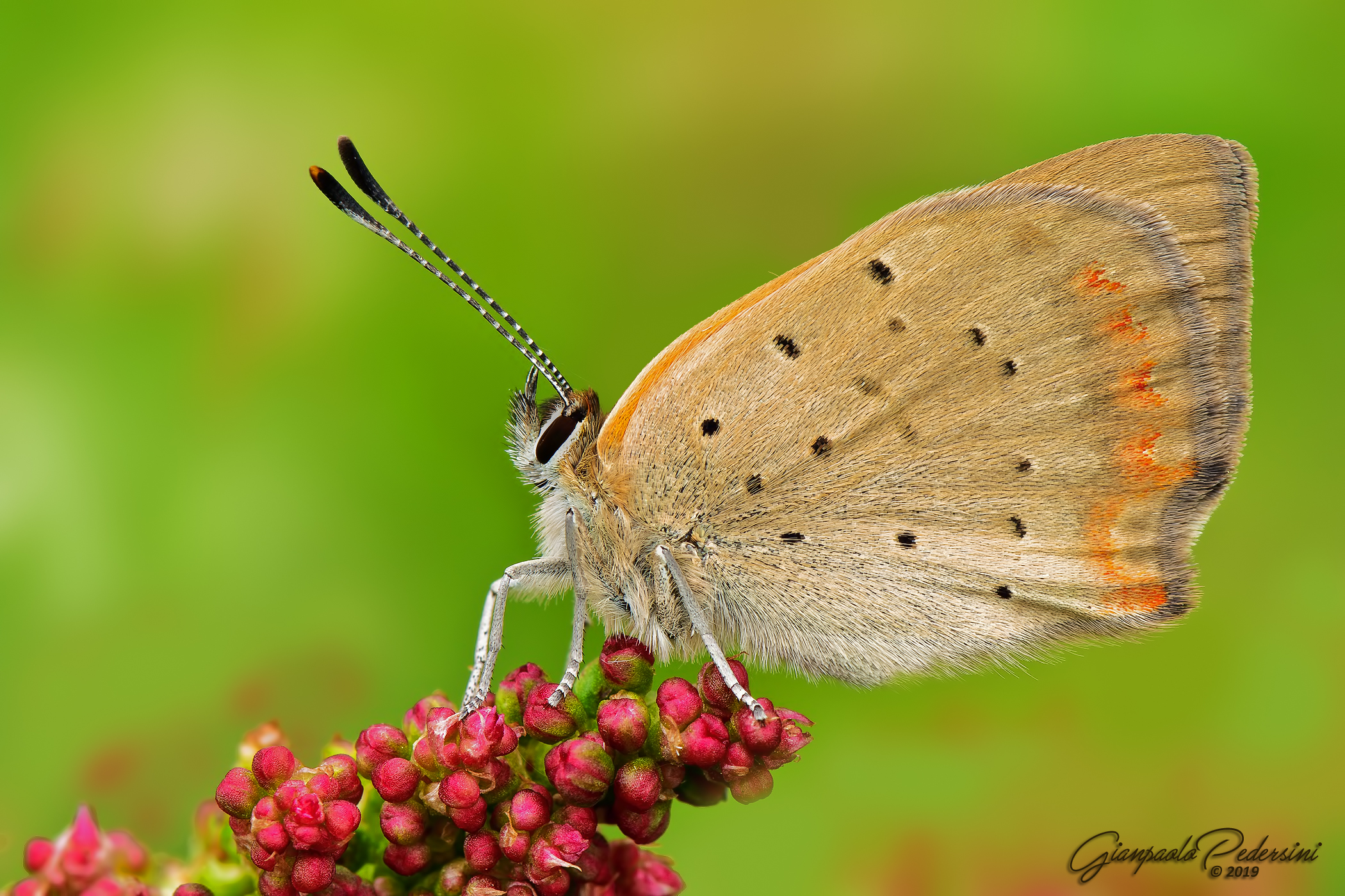 Lycaena copper