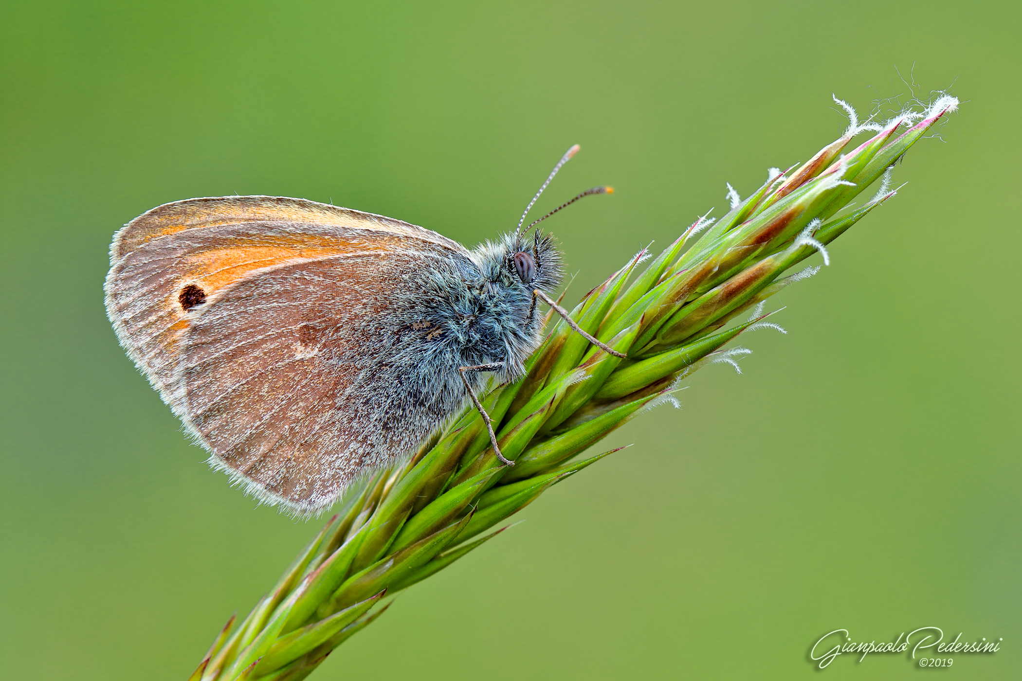 Coenonympha Pamphilus