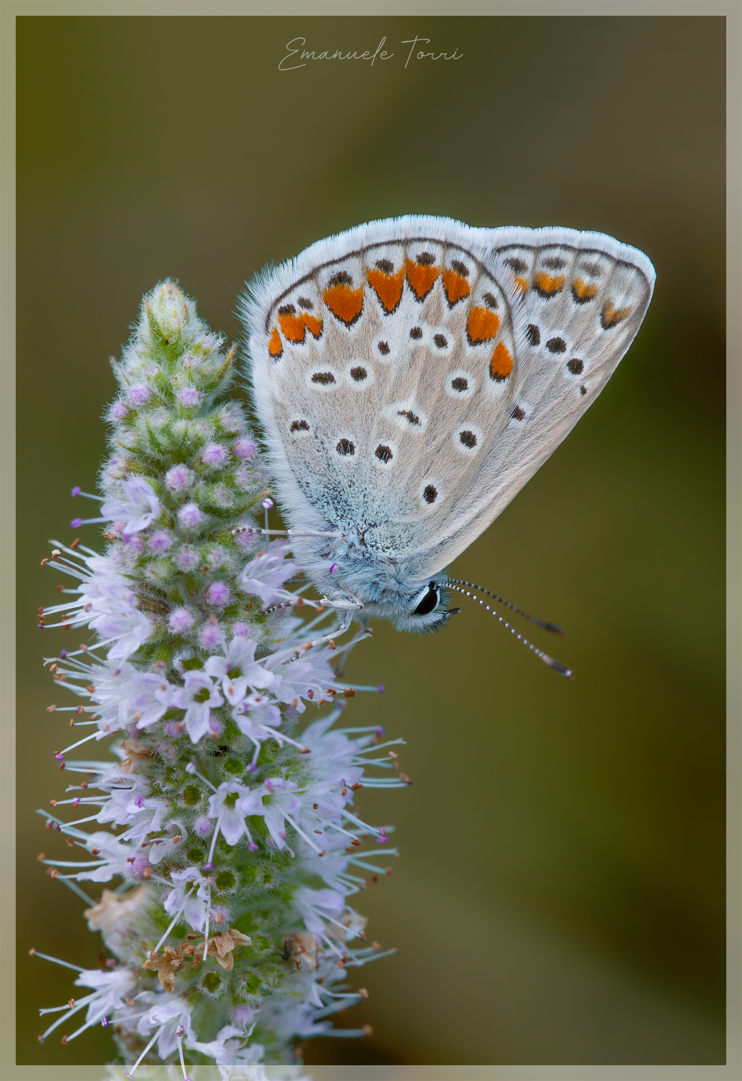 Polyommatus Icarus