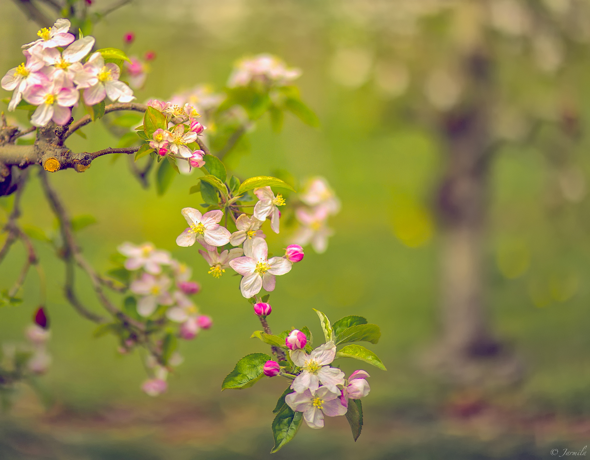 Albero di melo in fiore