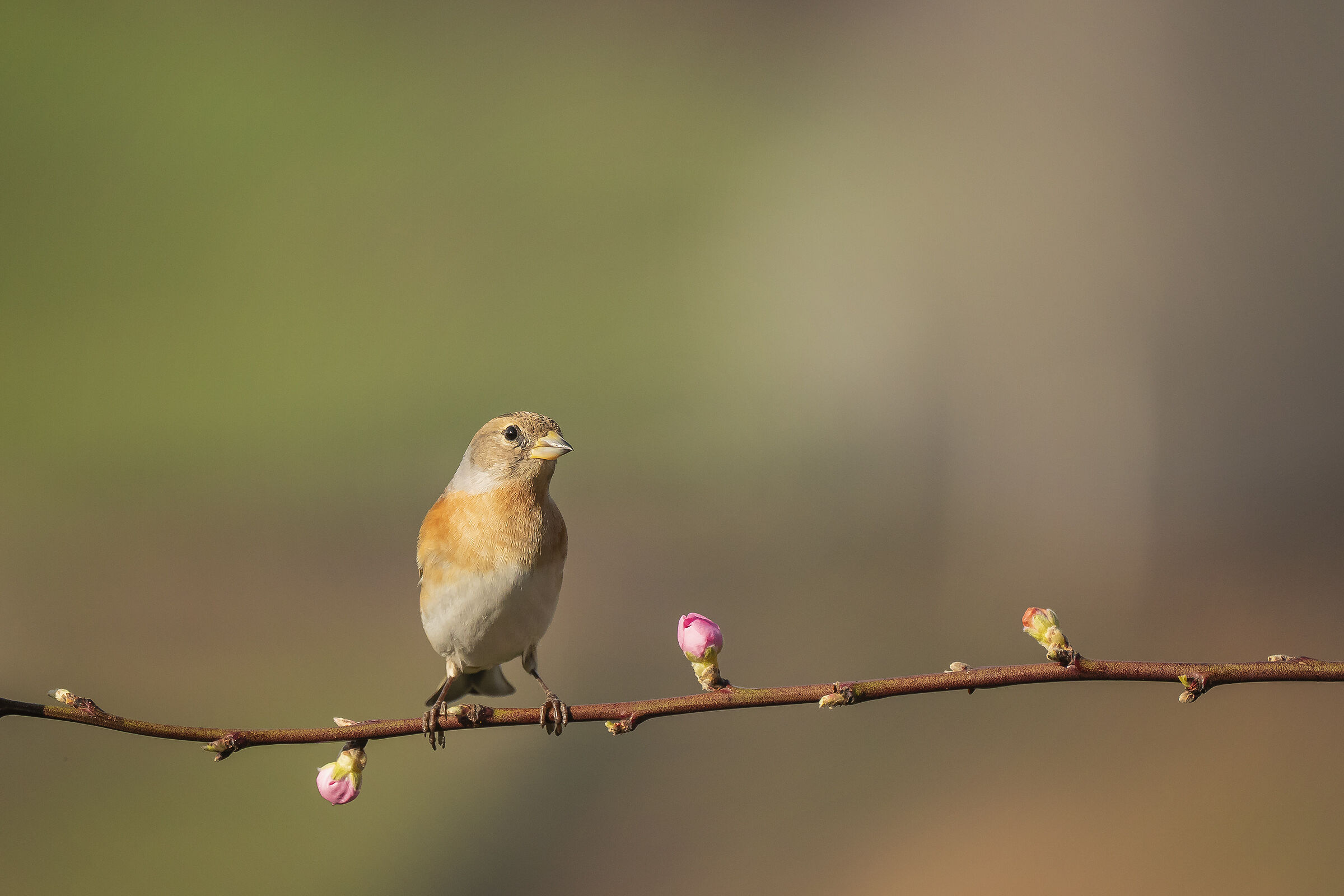 Peppola femmina su fiori di pesco