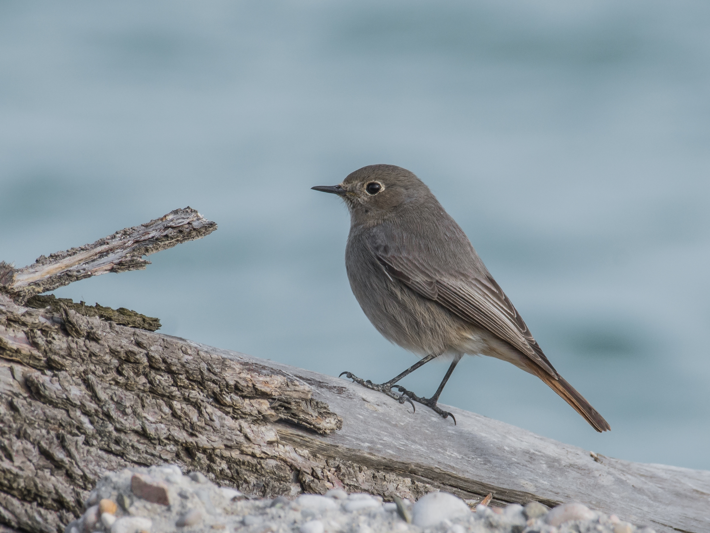 Codirosso spazzacamino femmina