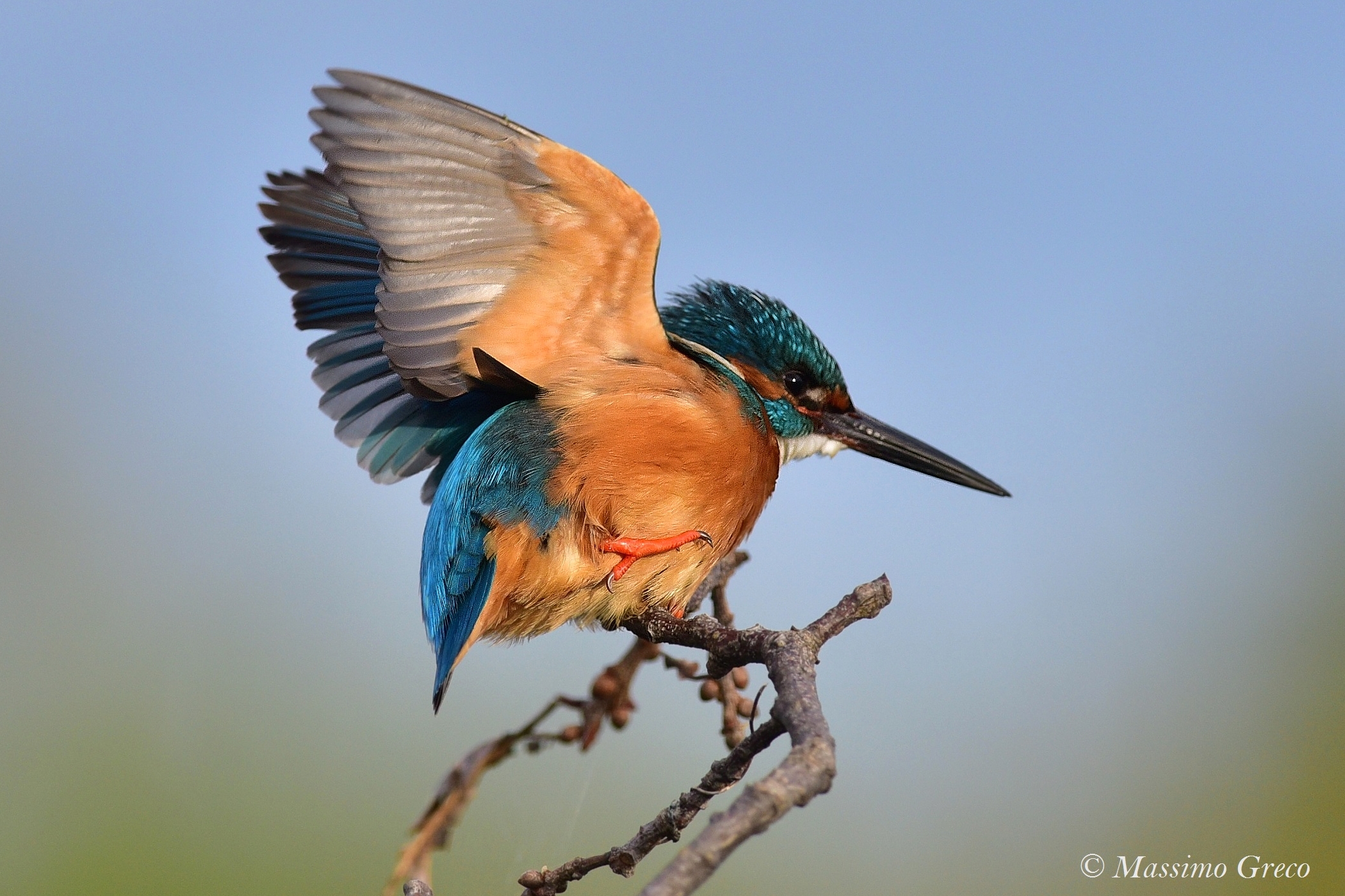 Kingfisher