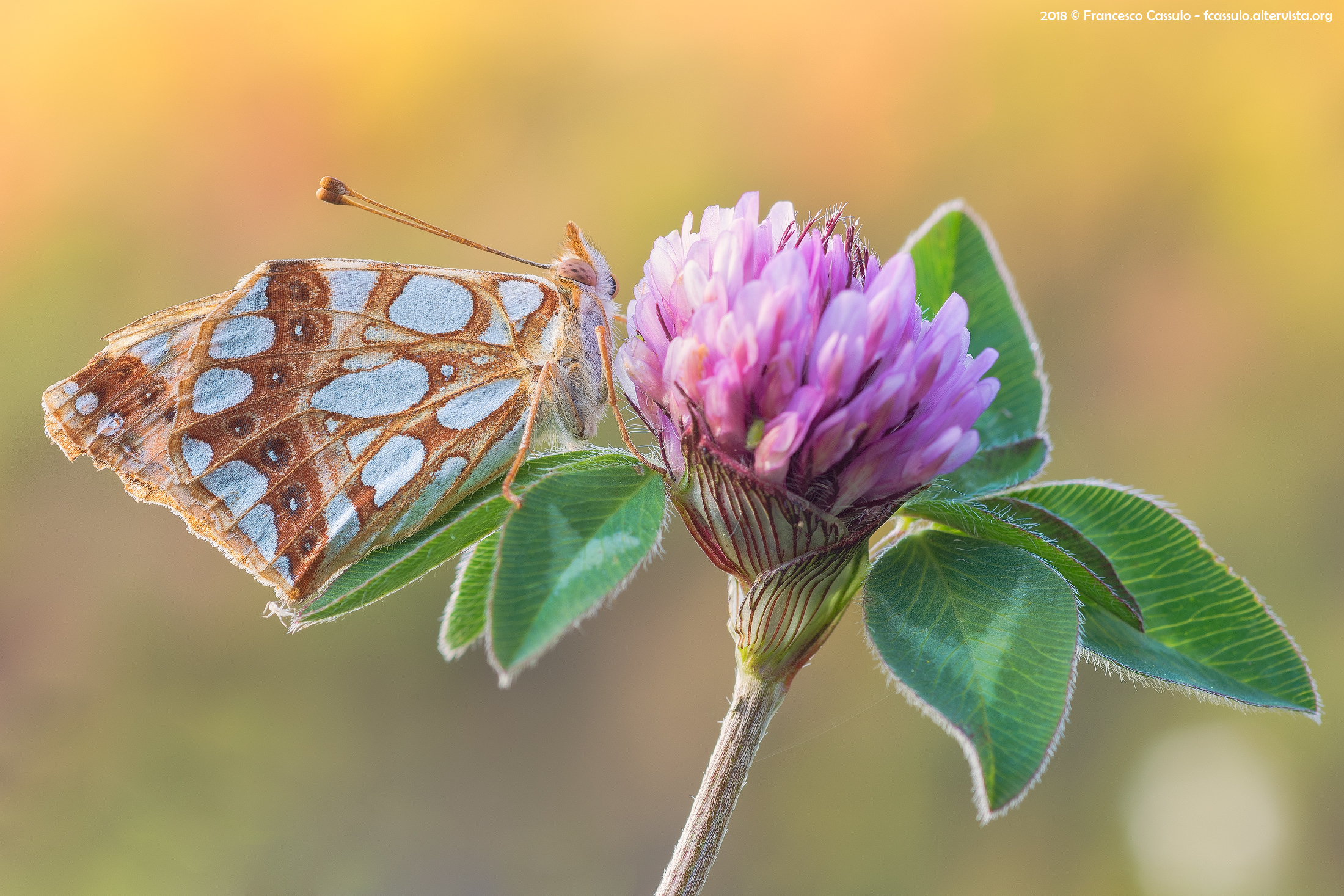 Issoria lathonia (Linnaeus, 1758)-Spain Fritillary
