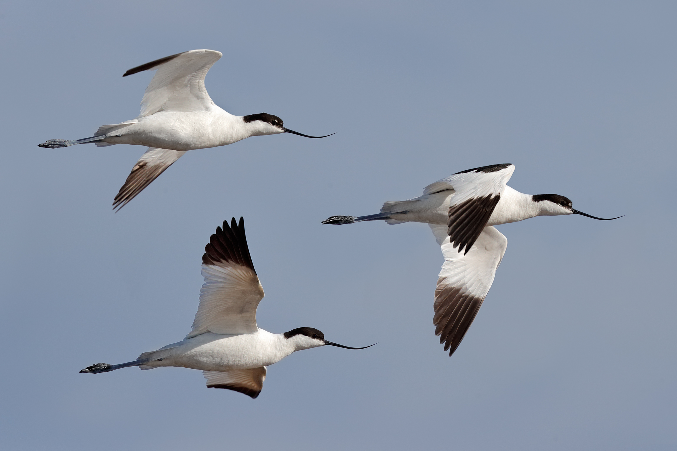 Avocets