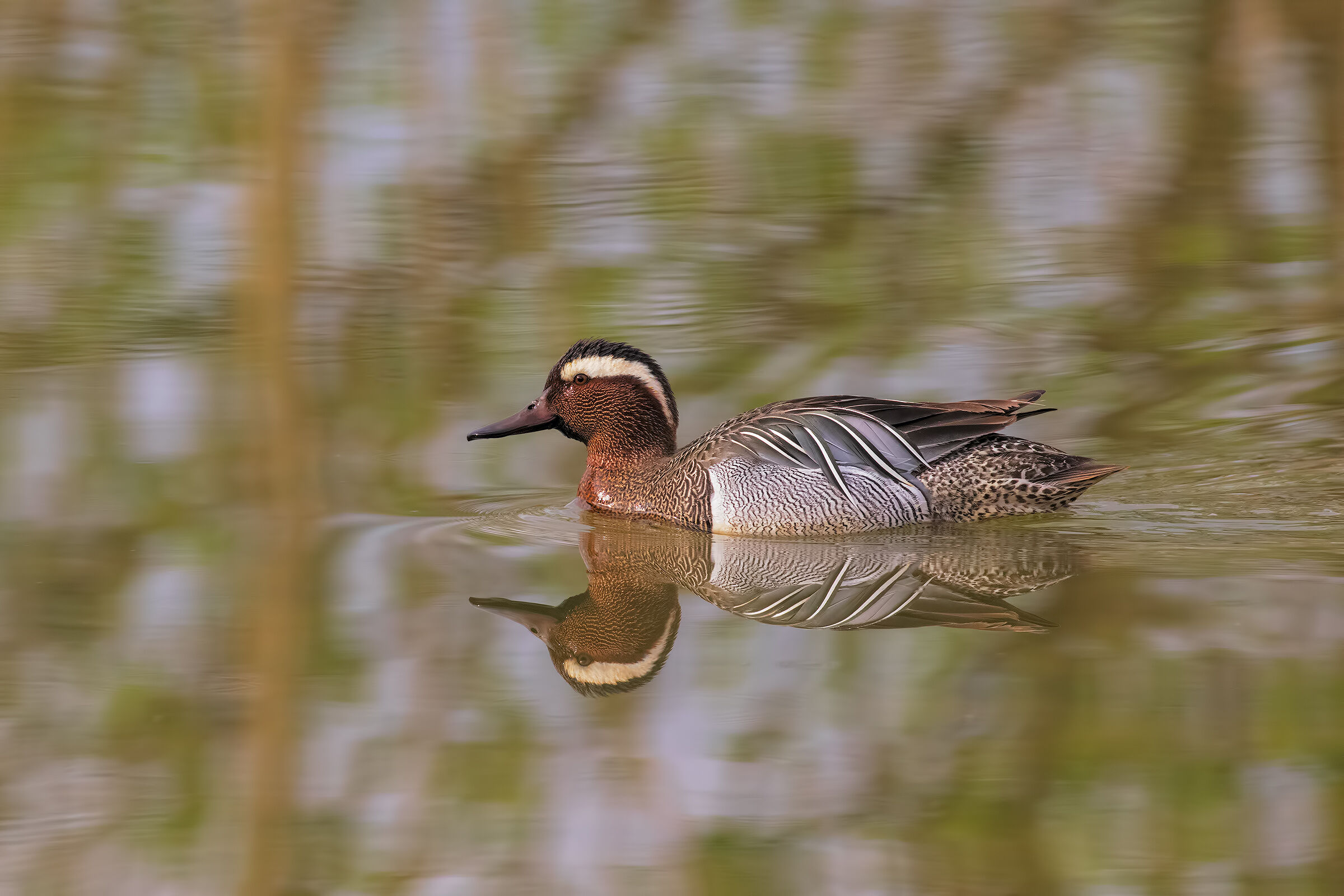 Garganey