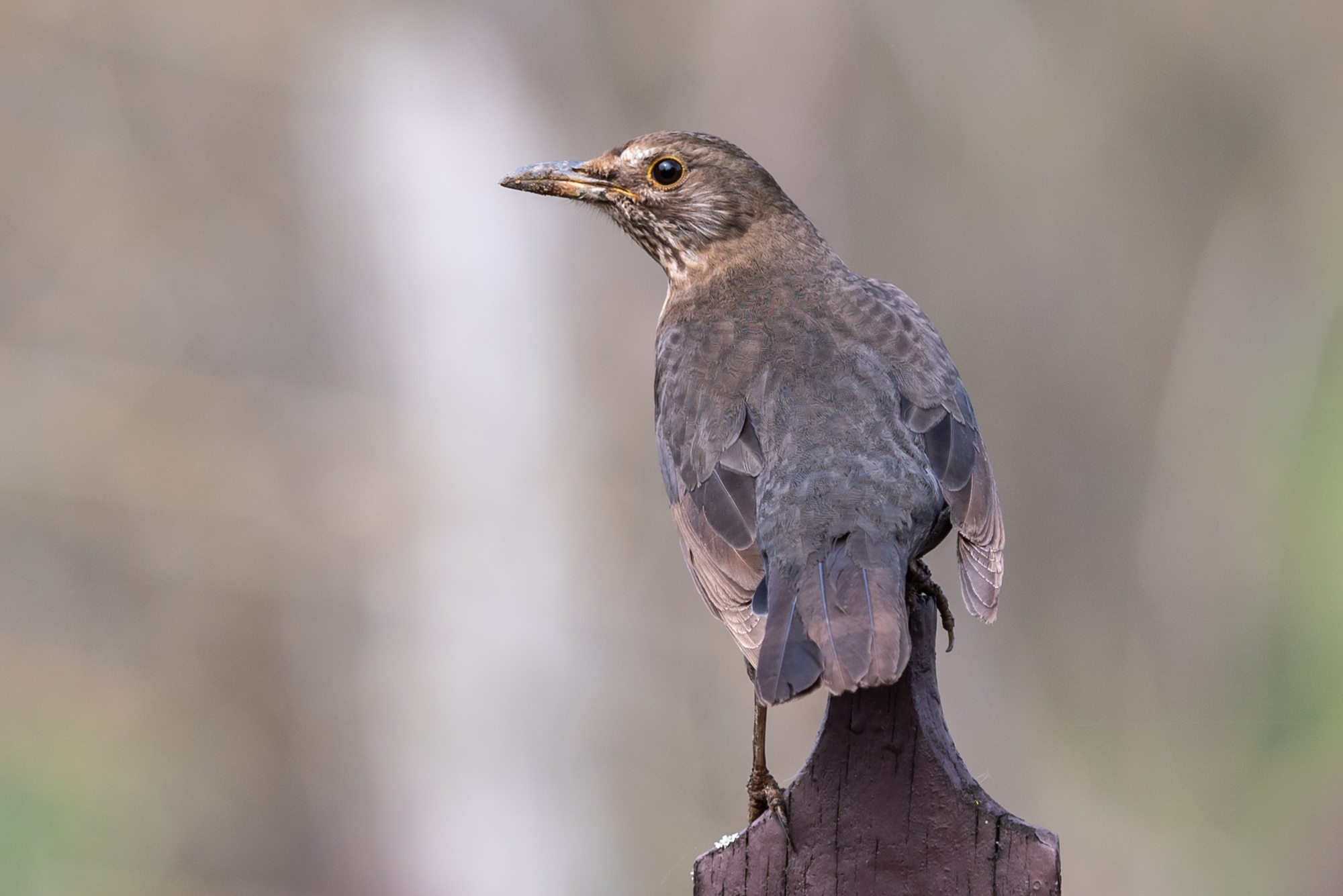 Turdus merula female