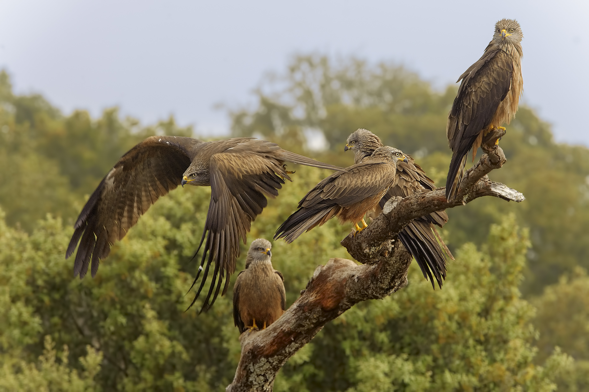 The tree of the brown kites