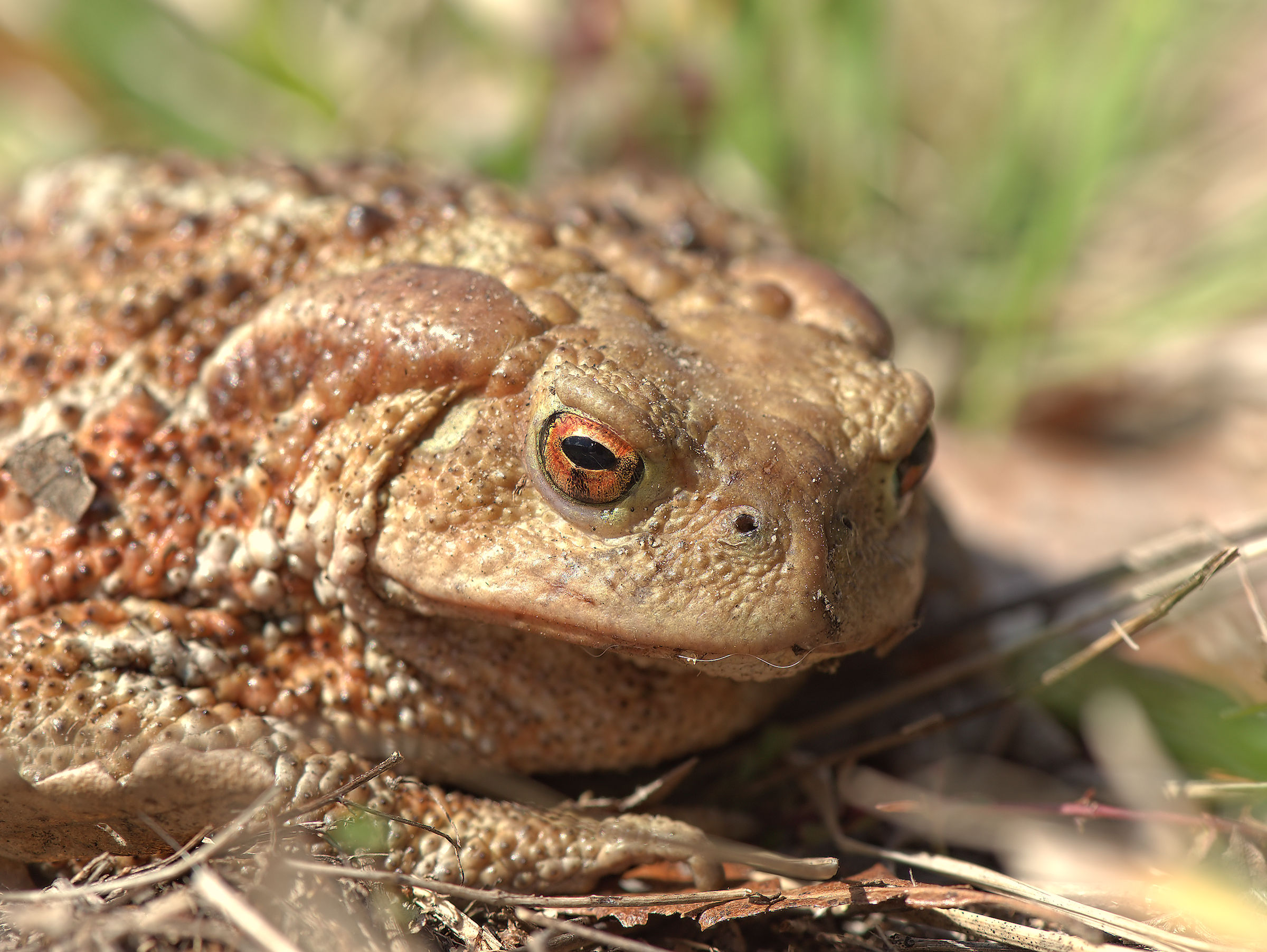 Common female Toad