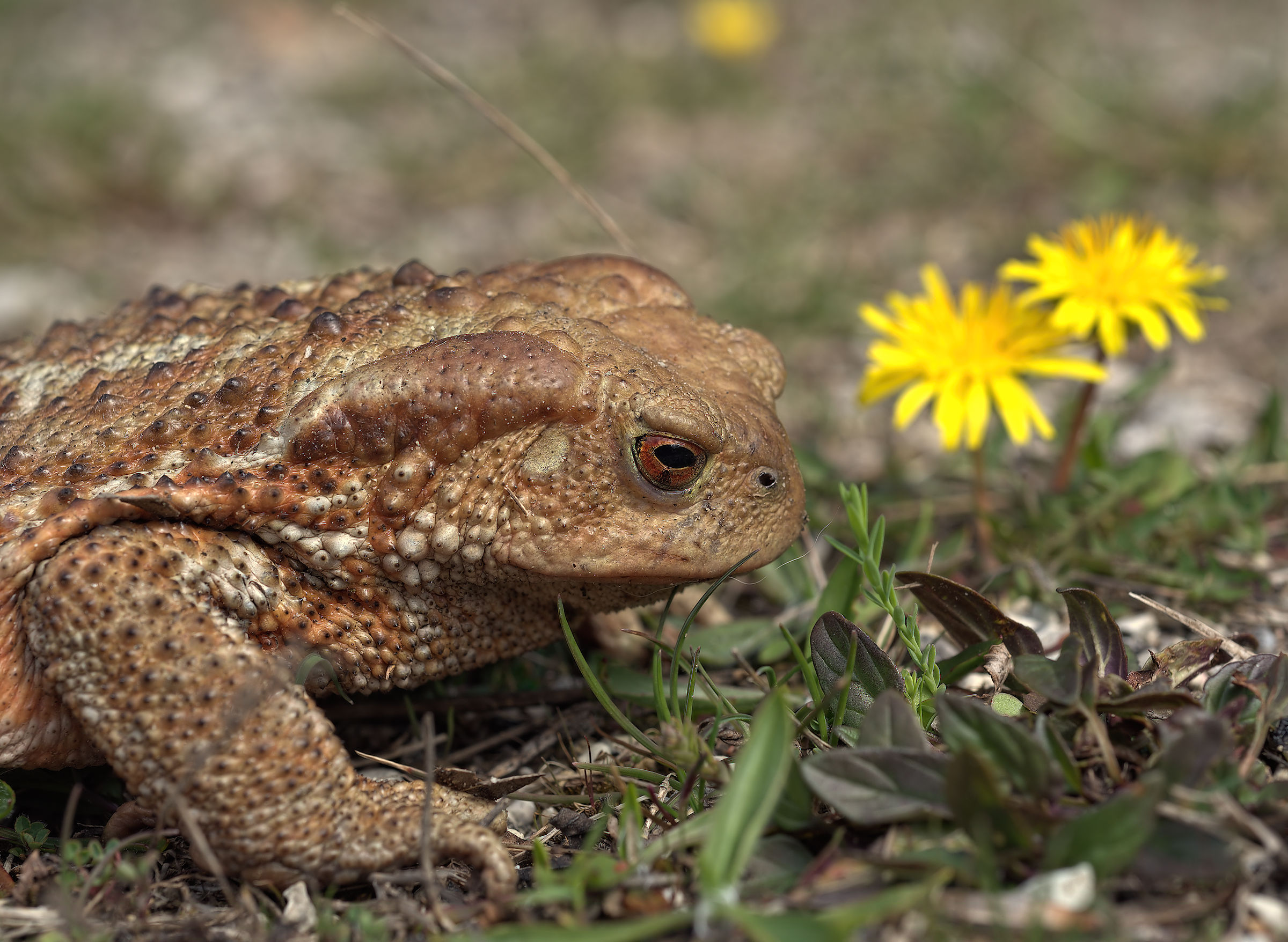Common female Toad