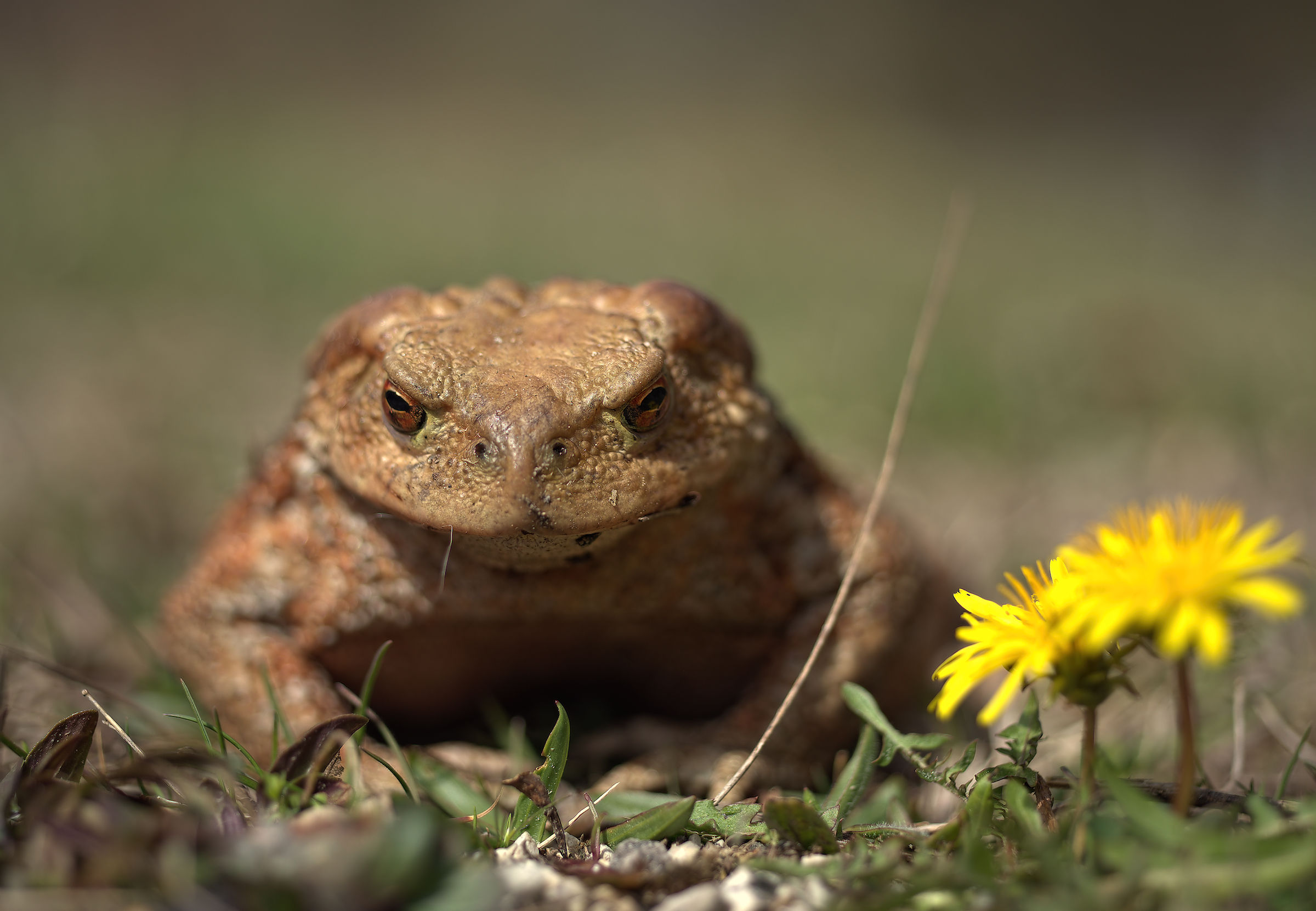 Common female Toad