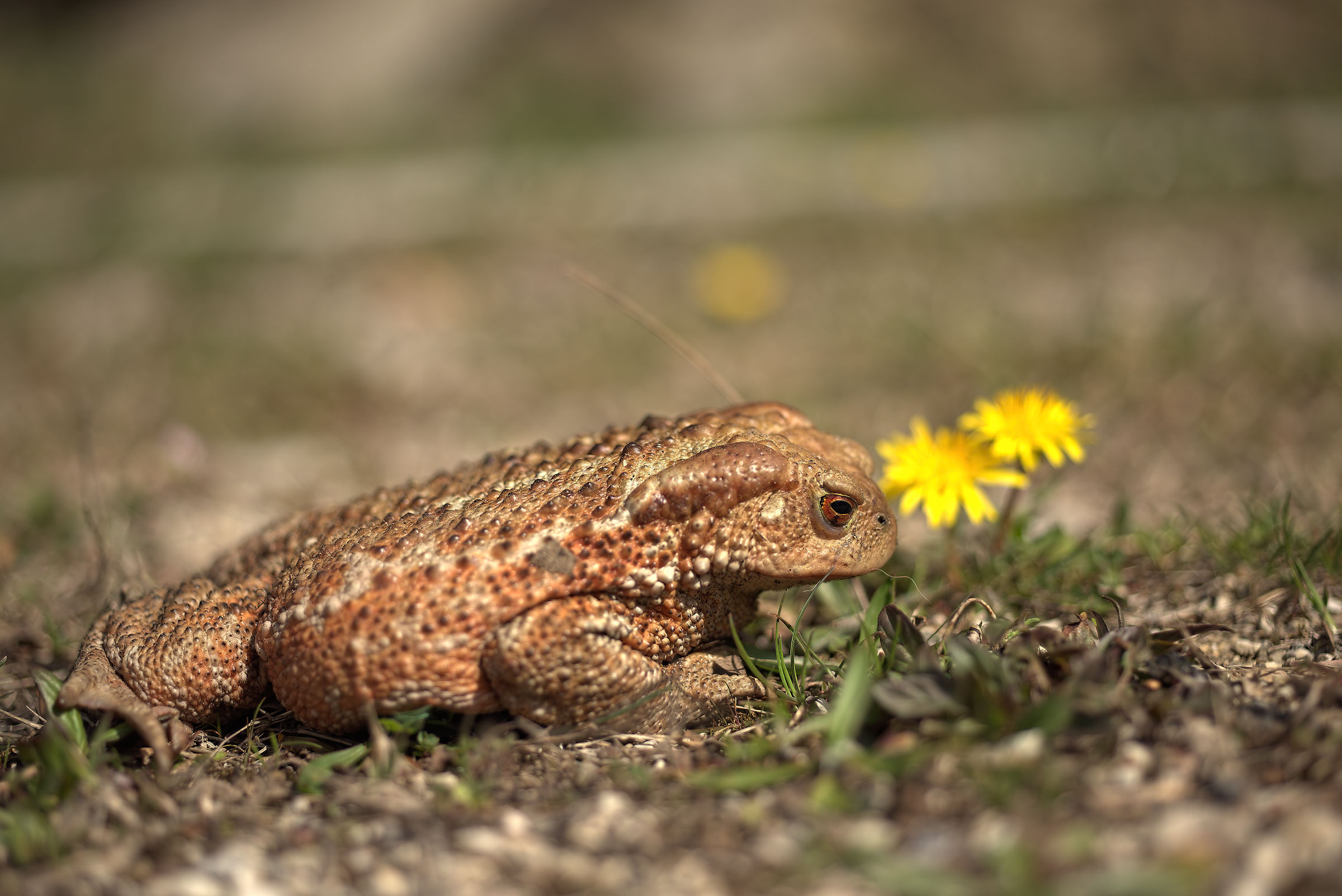 Common female Toad