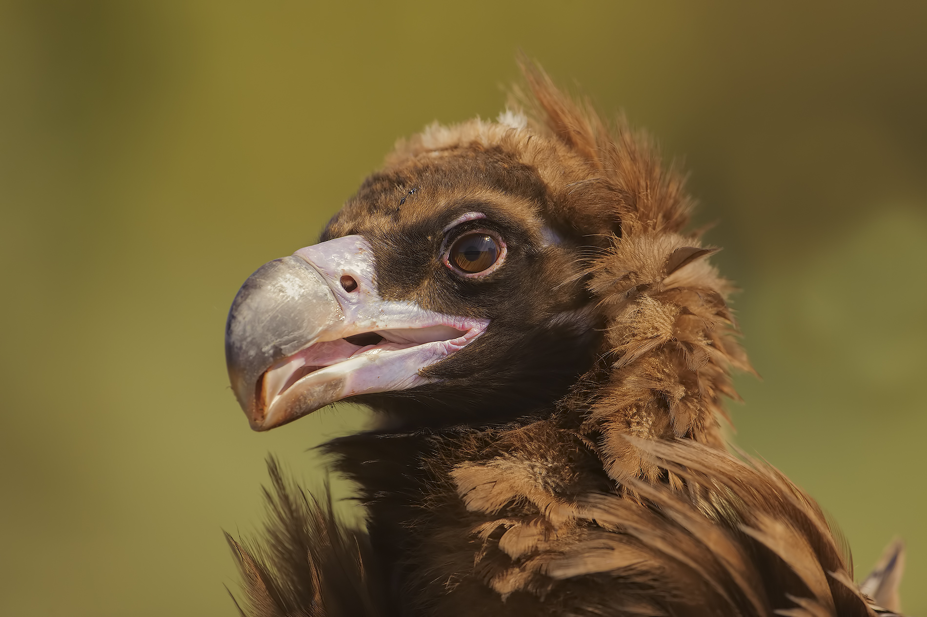Vulture Monaco