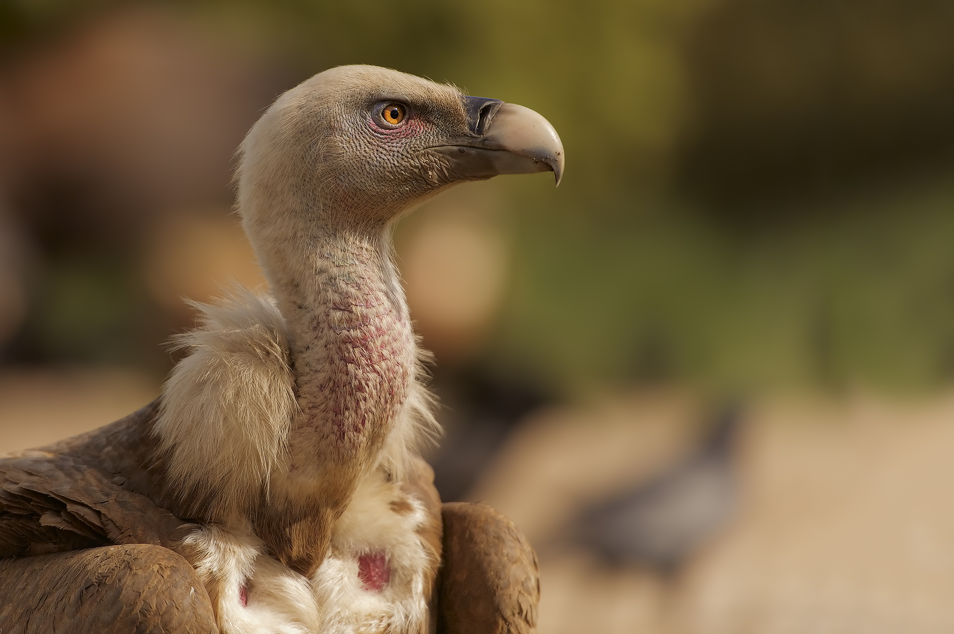 Vulture