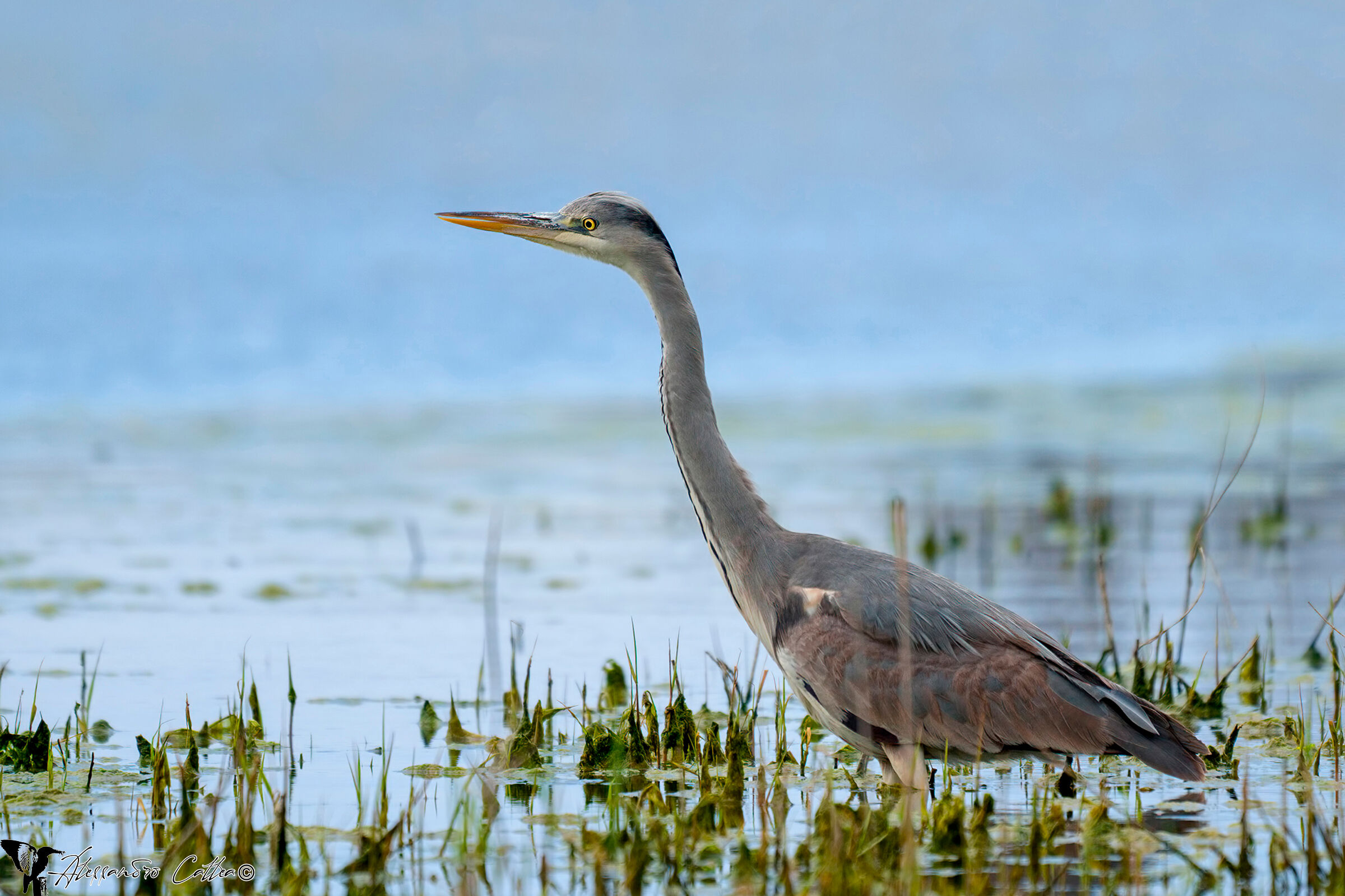 Airone cenerino (Ardea cinerea)
