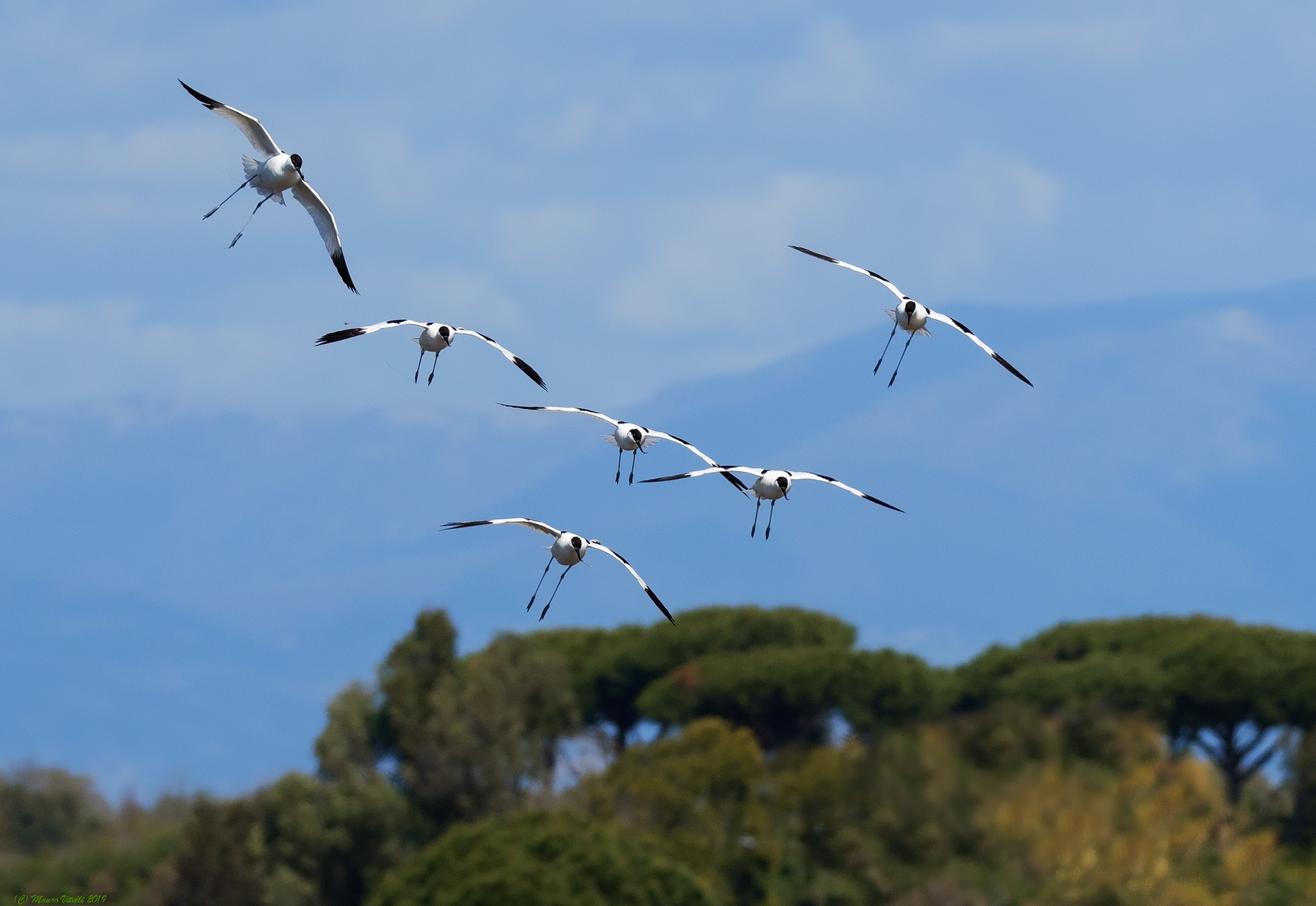 Avocettes approaching...