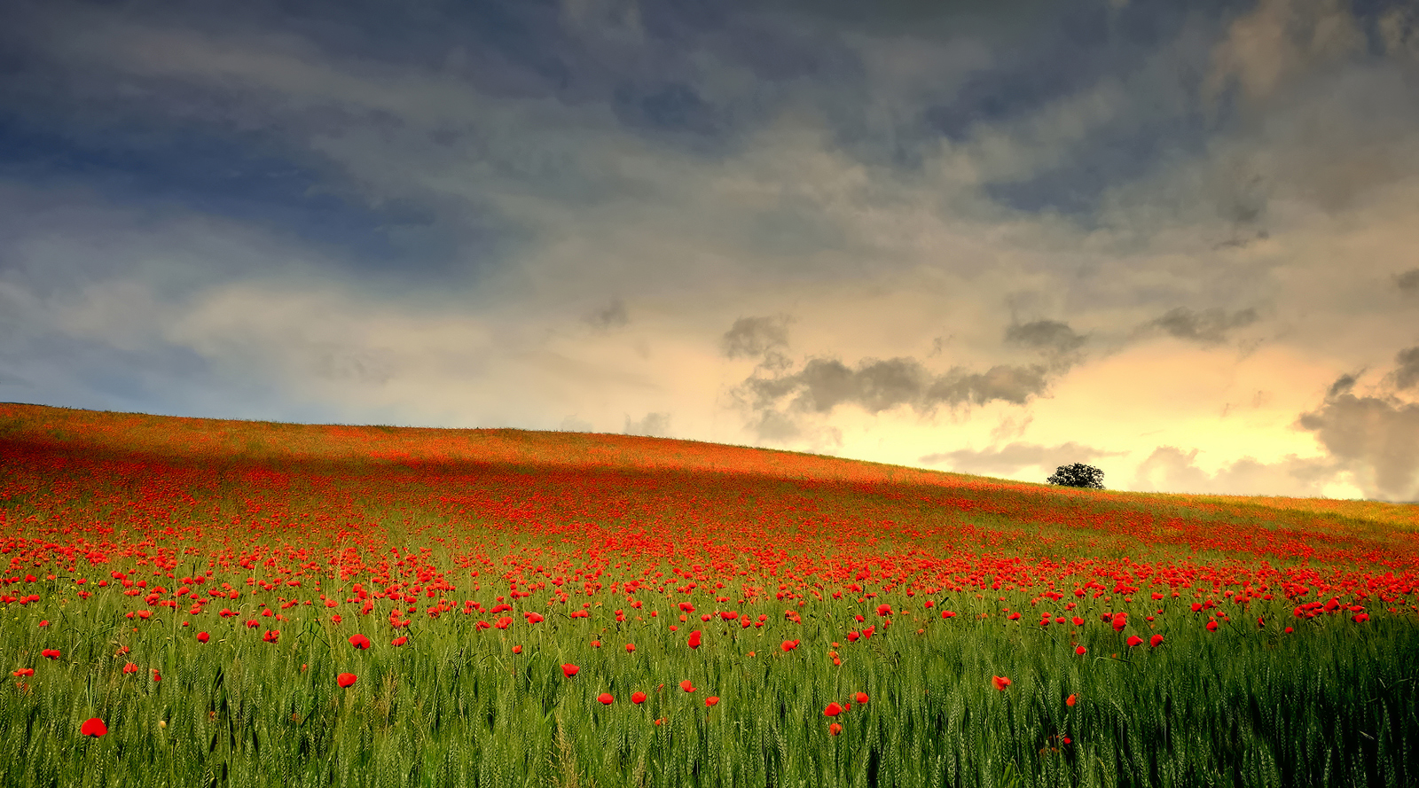a river of poppies
