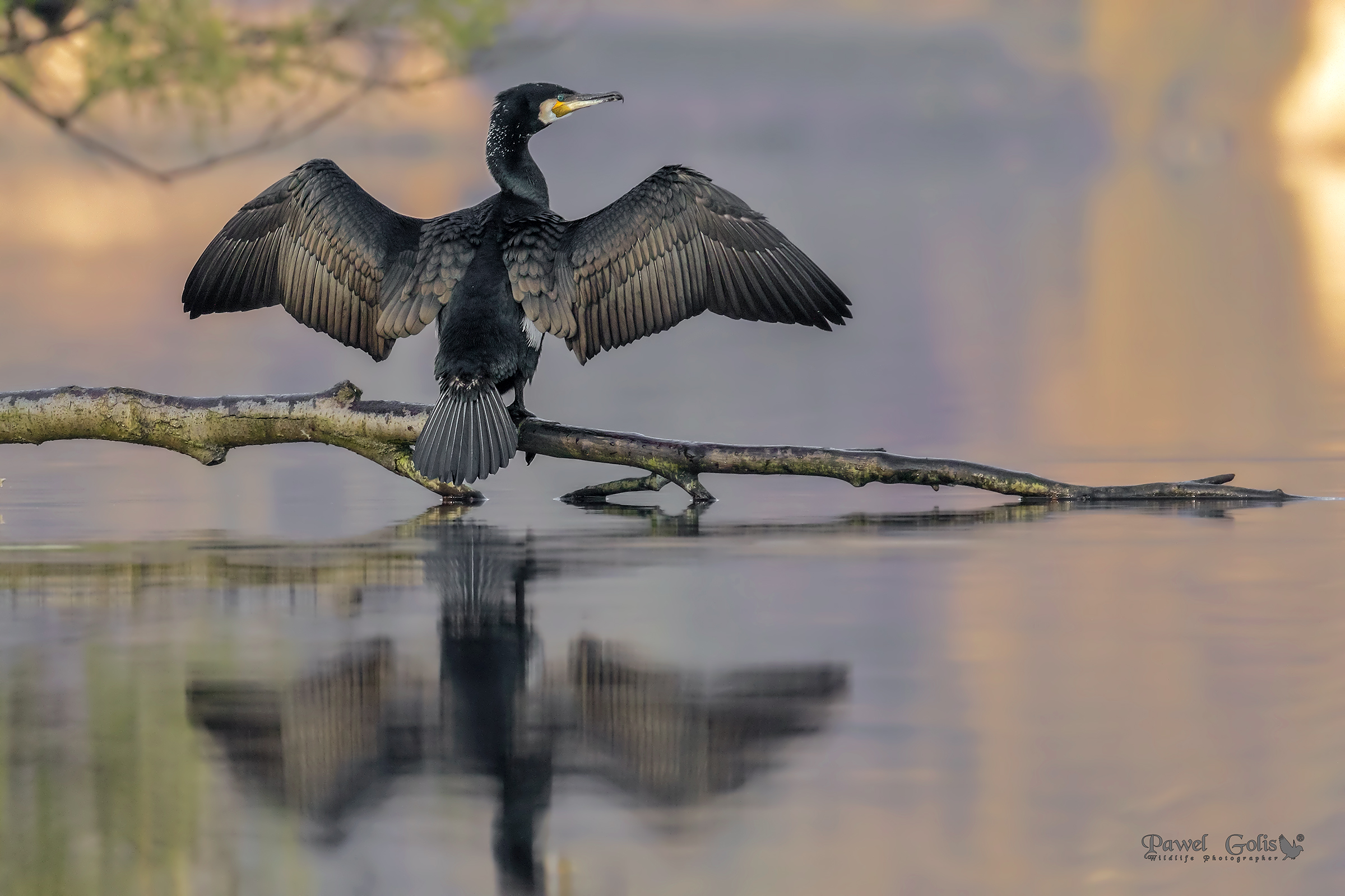 Cormorano grande (Phalacrocorax carbo)