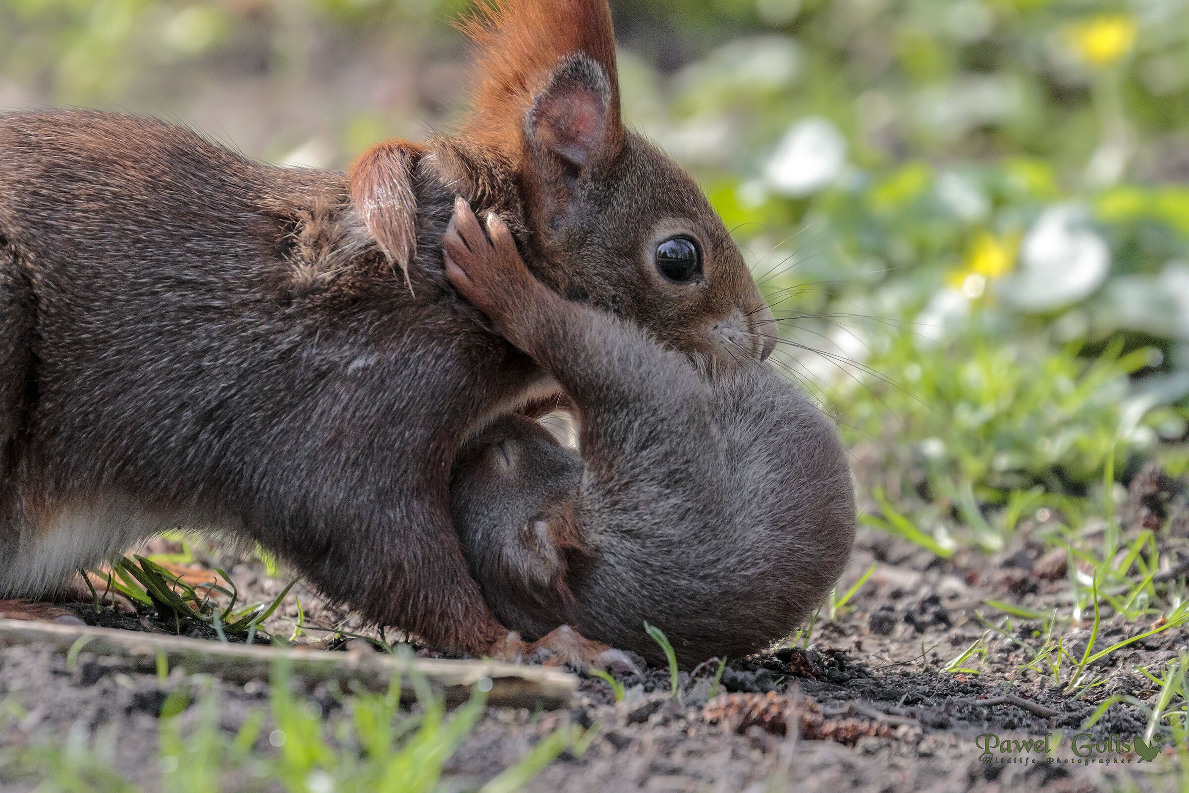 Red Squirell (Sciurus vulgaris)